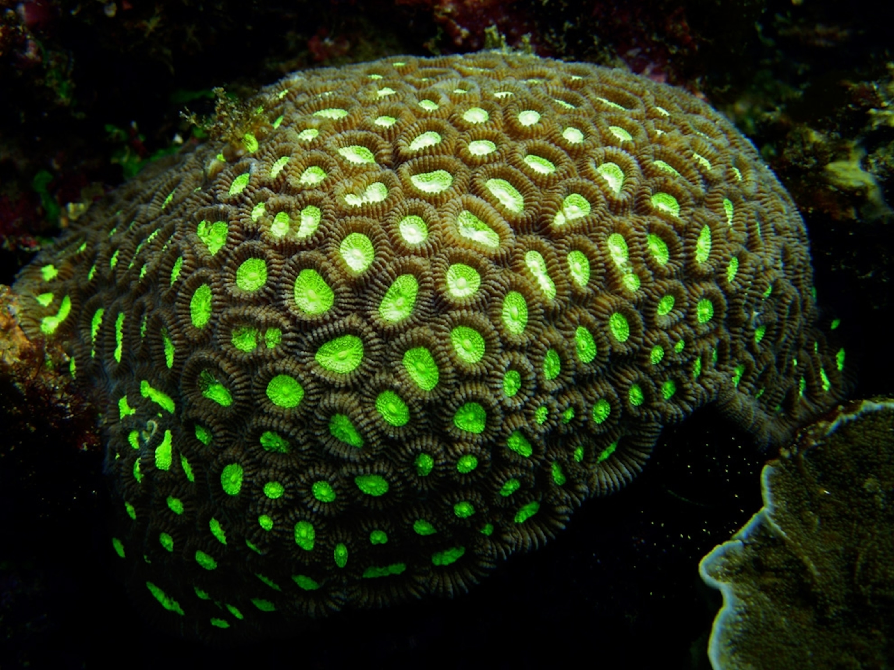 Honeycomb coral glows green off Indonesia