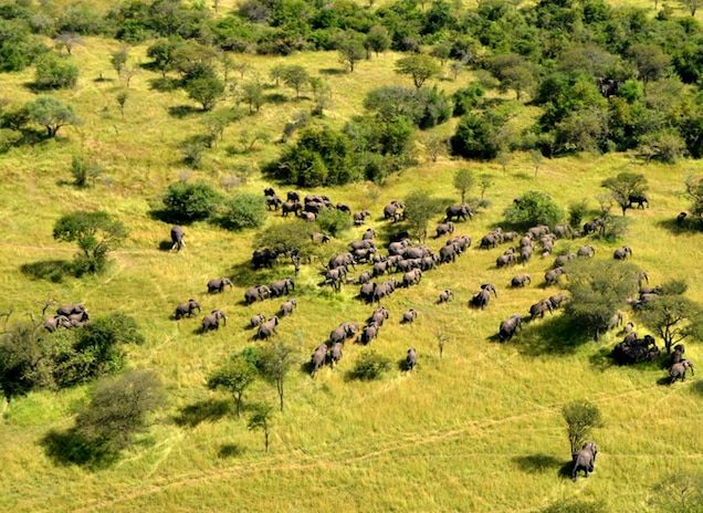 An aerial view of Tanzania’s famed Serengeti National Park. A survey of the country’s elephants shows a major population loss in recent years from poaching to supply the illegal ivory trade. Photograph courtesy The Great Elephant Census: A Paul G. Allen Project