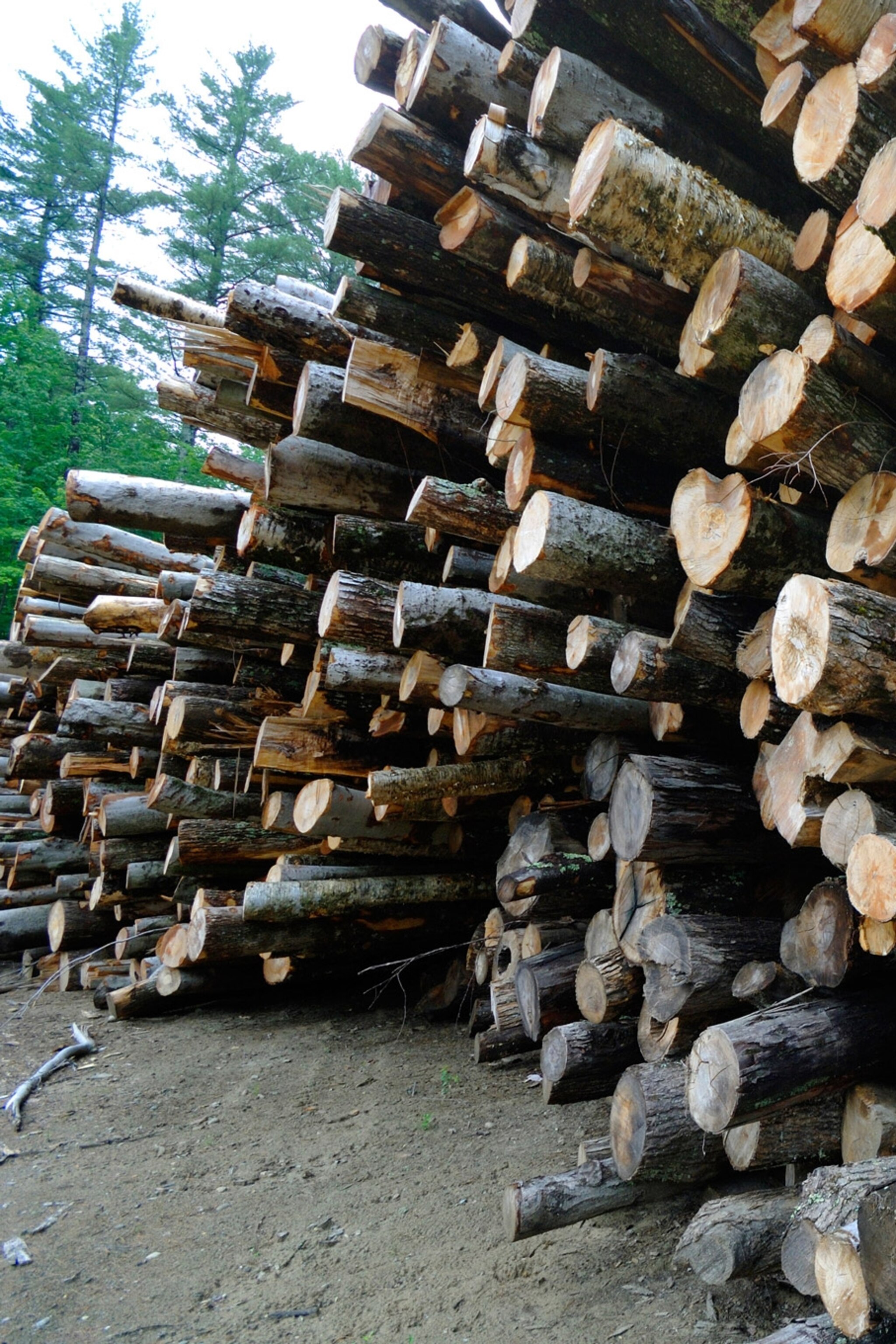 Is clear-cutting U.S. forests good for wildlife?