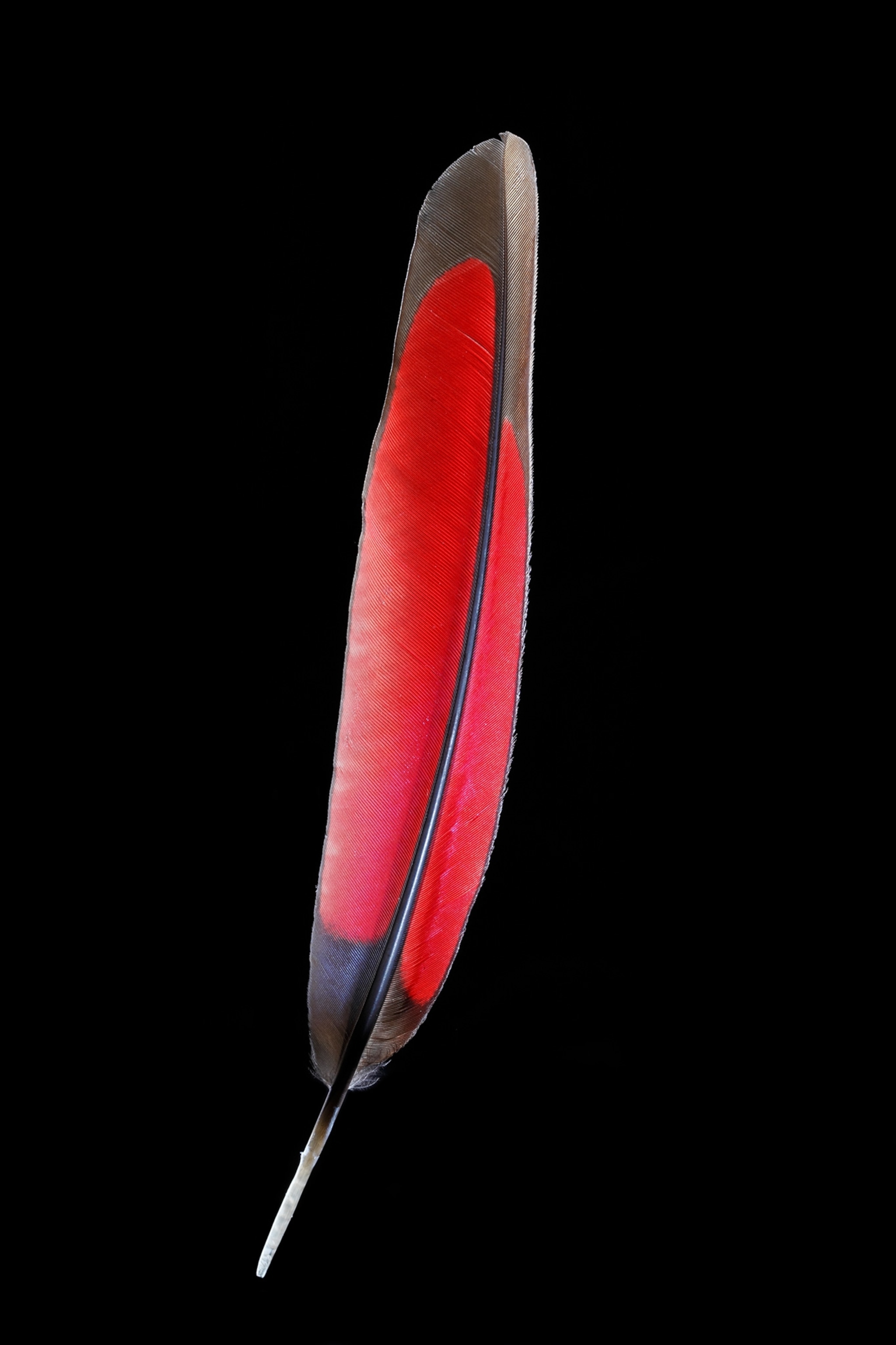 These stunning photos of feathers will tickle your fancy national