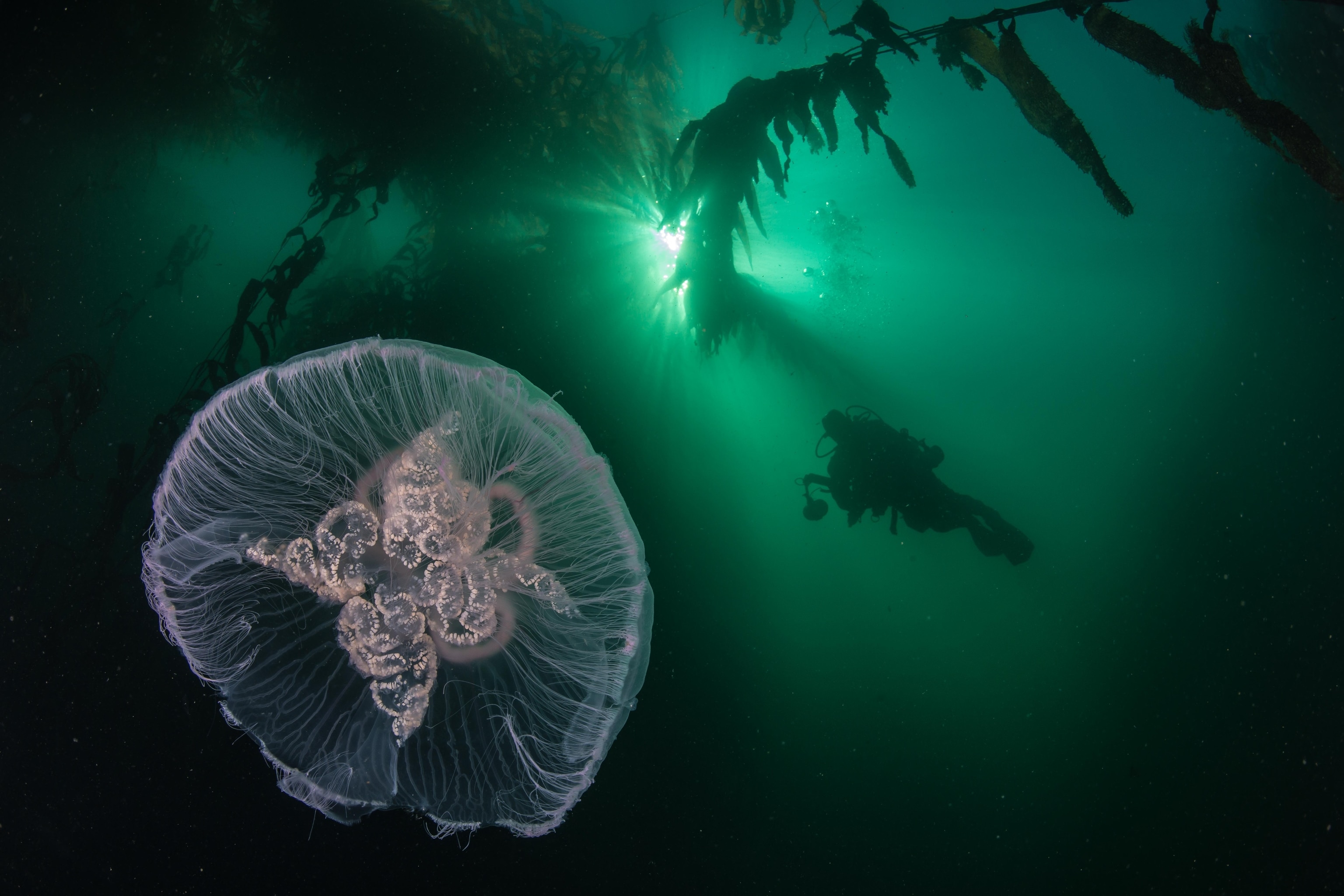 A jellyfish swims amidst the calm waters within a giant kelp forest.