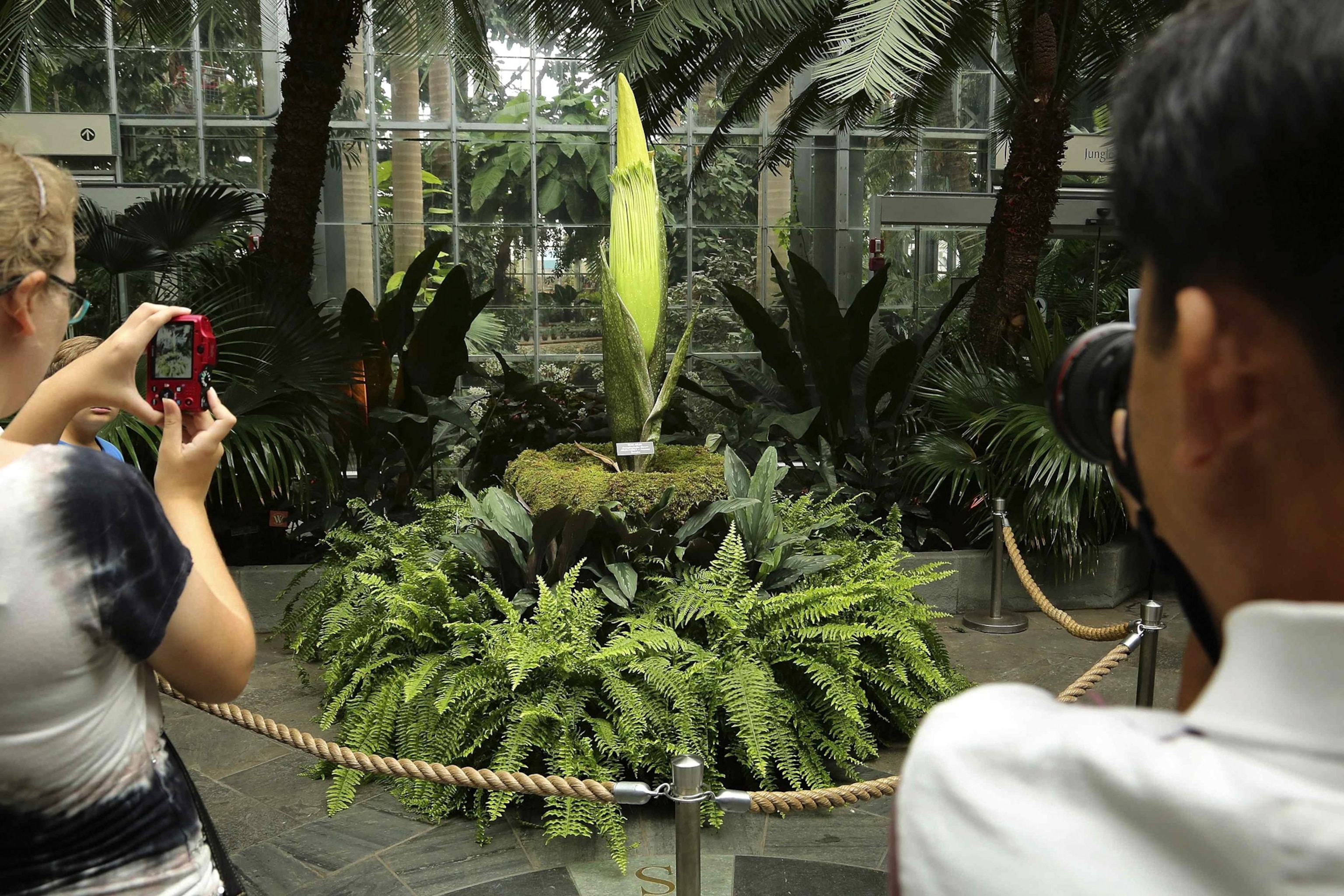 Visitors look at an unbloomed corpse flower.