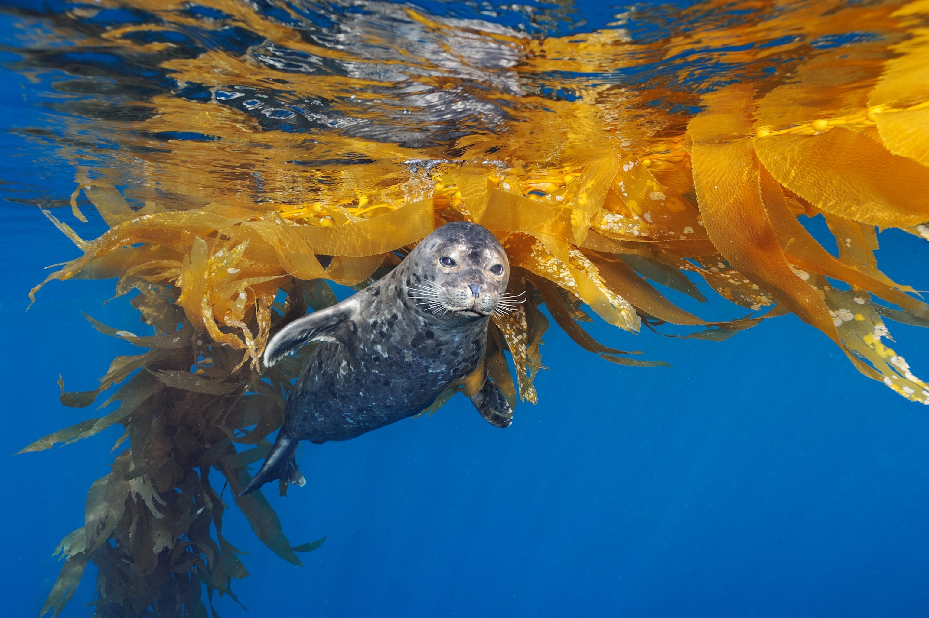 harbor seal in kelp, California