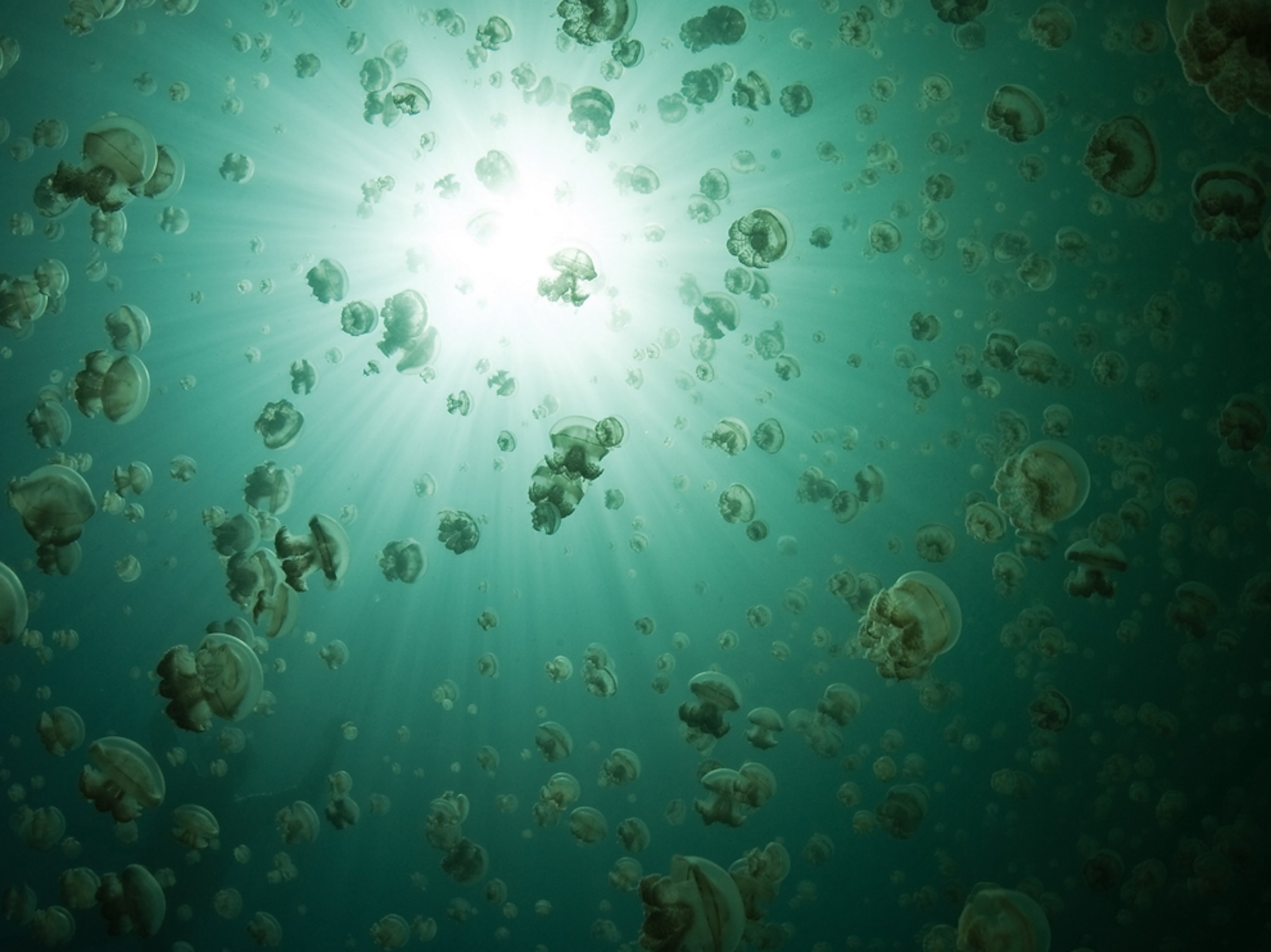 Jellyfish float in water