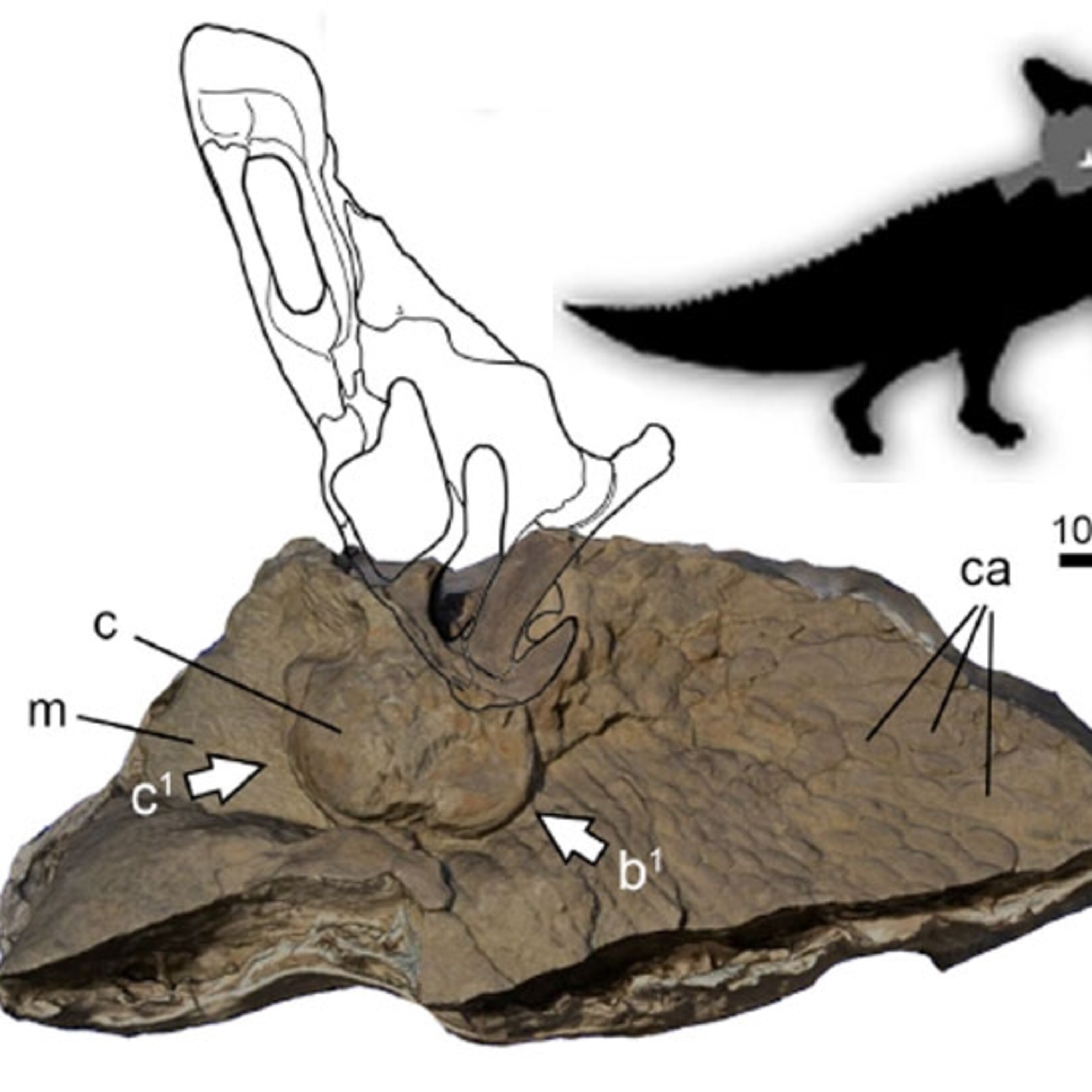 Surprise Well Studied Dinosaur Actually Had A Cock S Comb Surprise Well Studied Dinosaur Actually Had A Cock S Comb