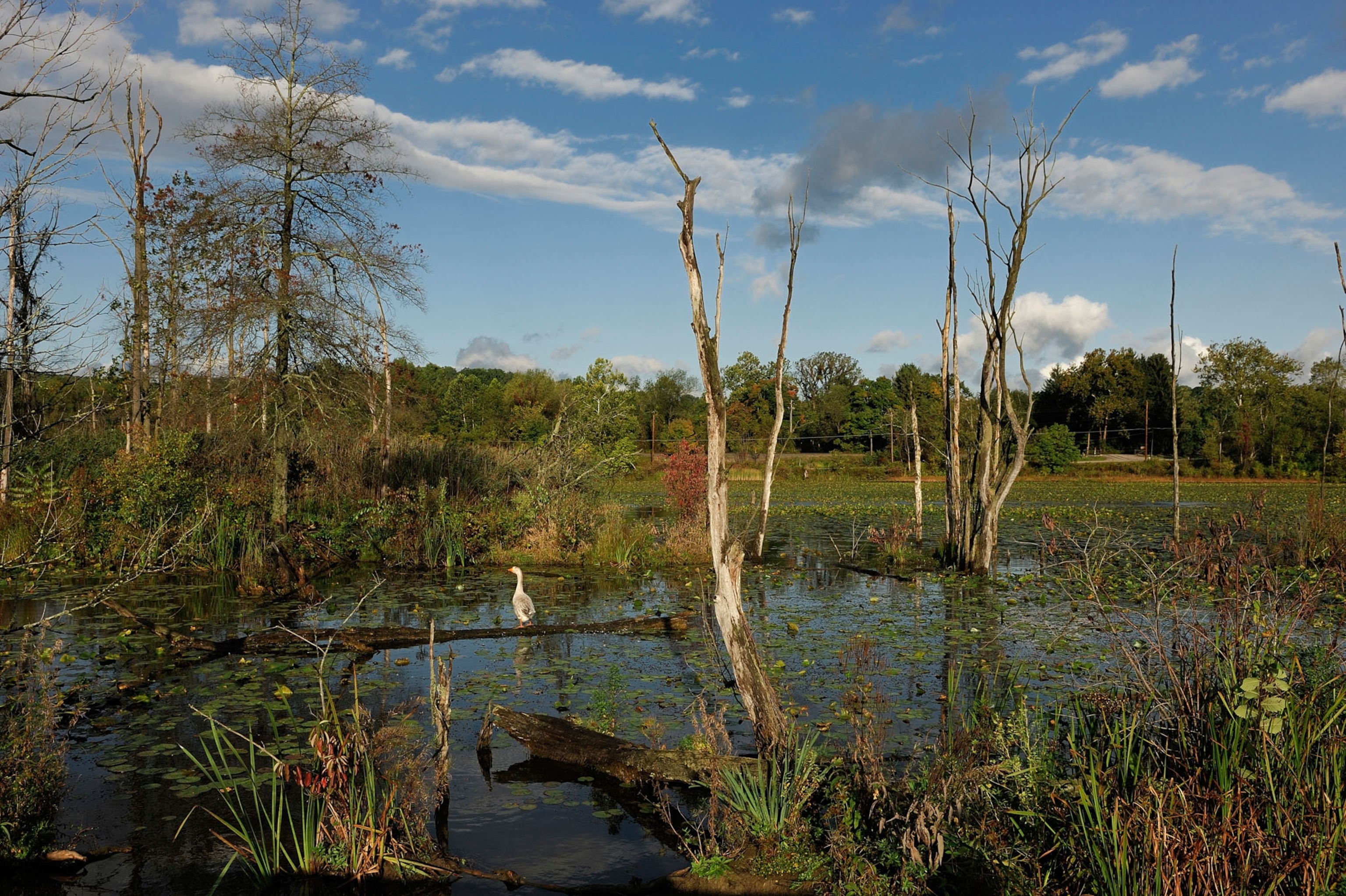 A wet marsh with aquatic flora.