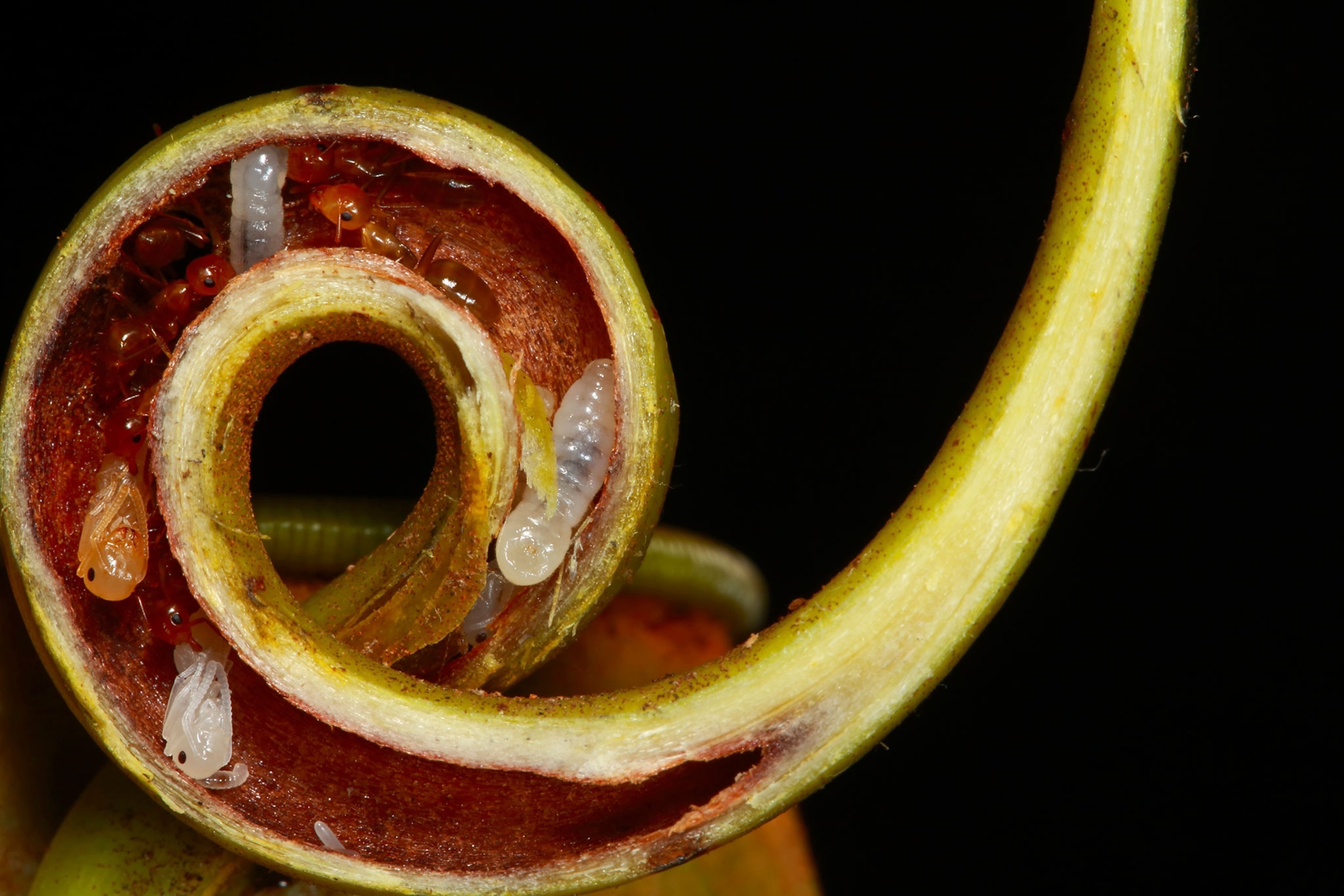 The Living, Breathing World of Borneo’s Carnivorous Pitcher Plants