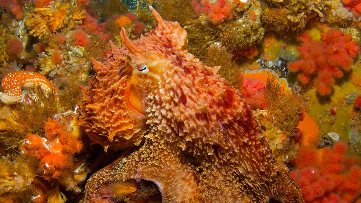 How scientists learn from the masters of invisibility: Octopus