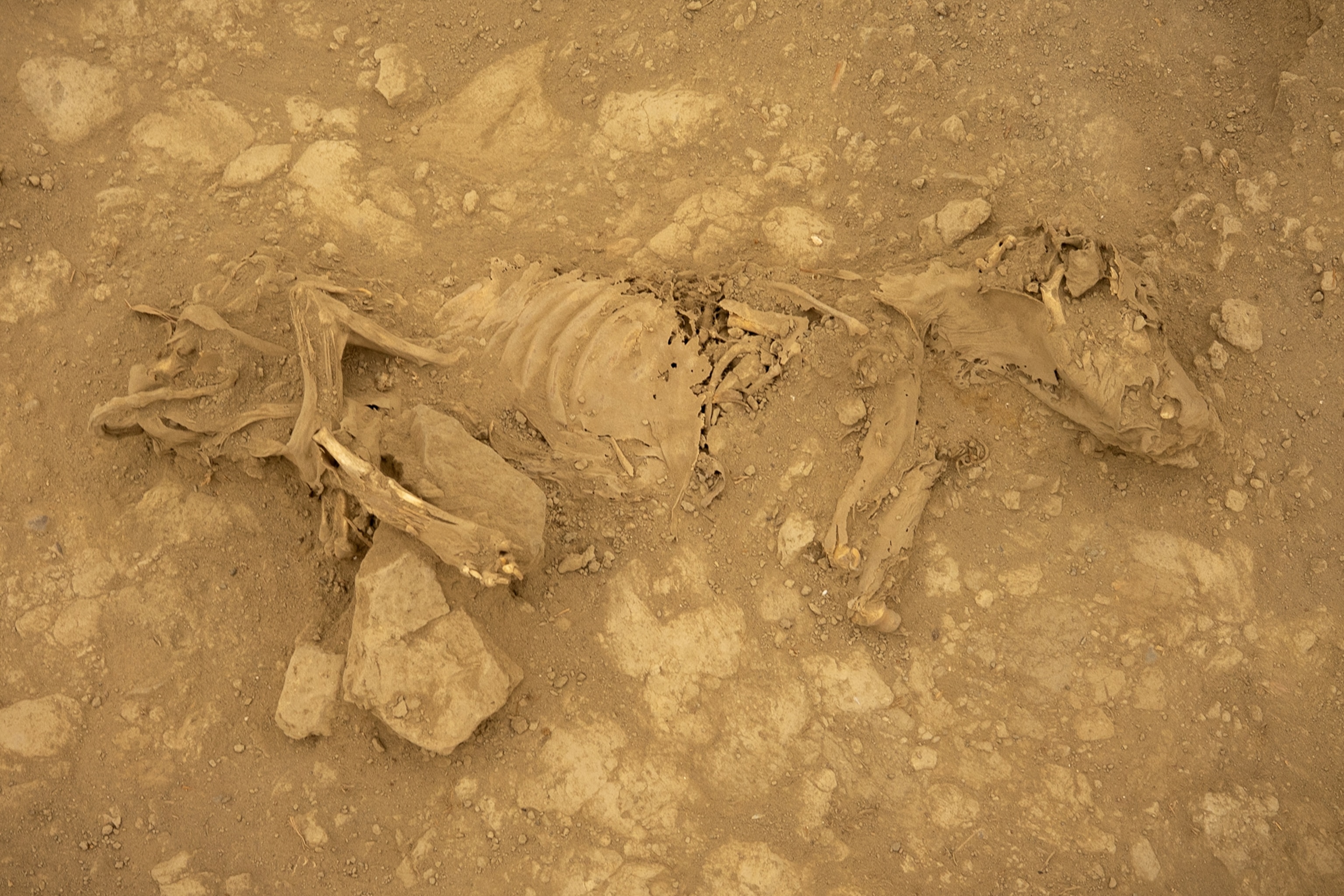 Partially uncovered dog skeleton in yellow-brown dirt