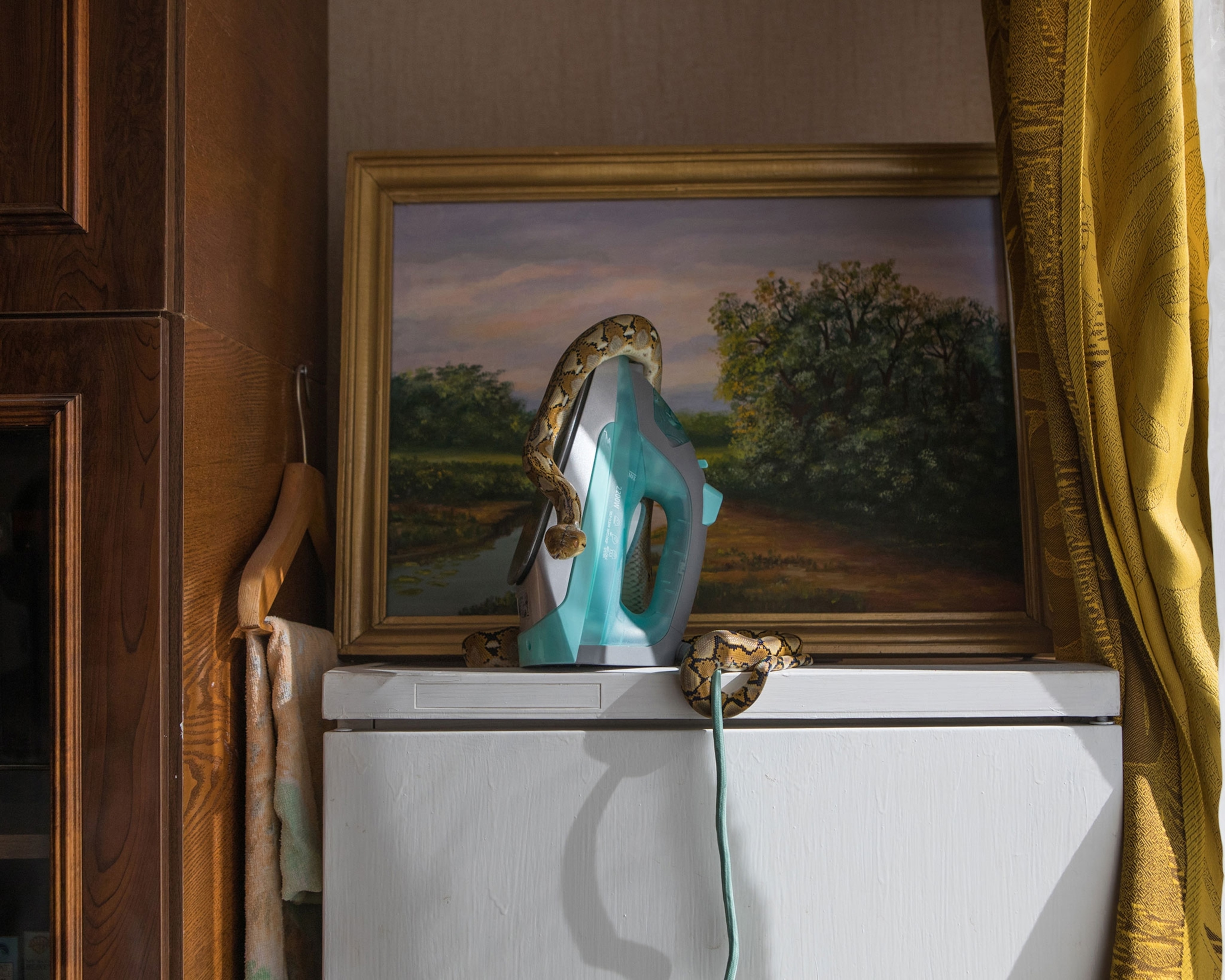 a Python reticulatus