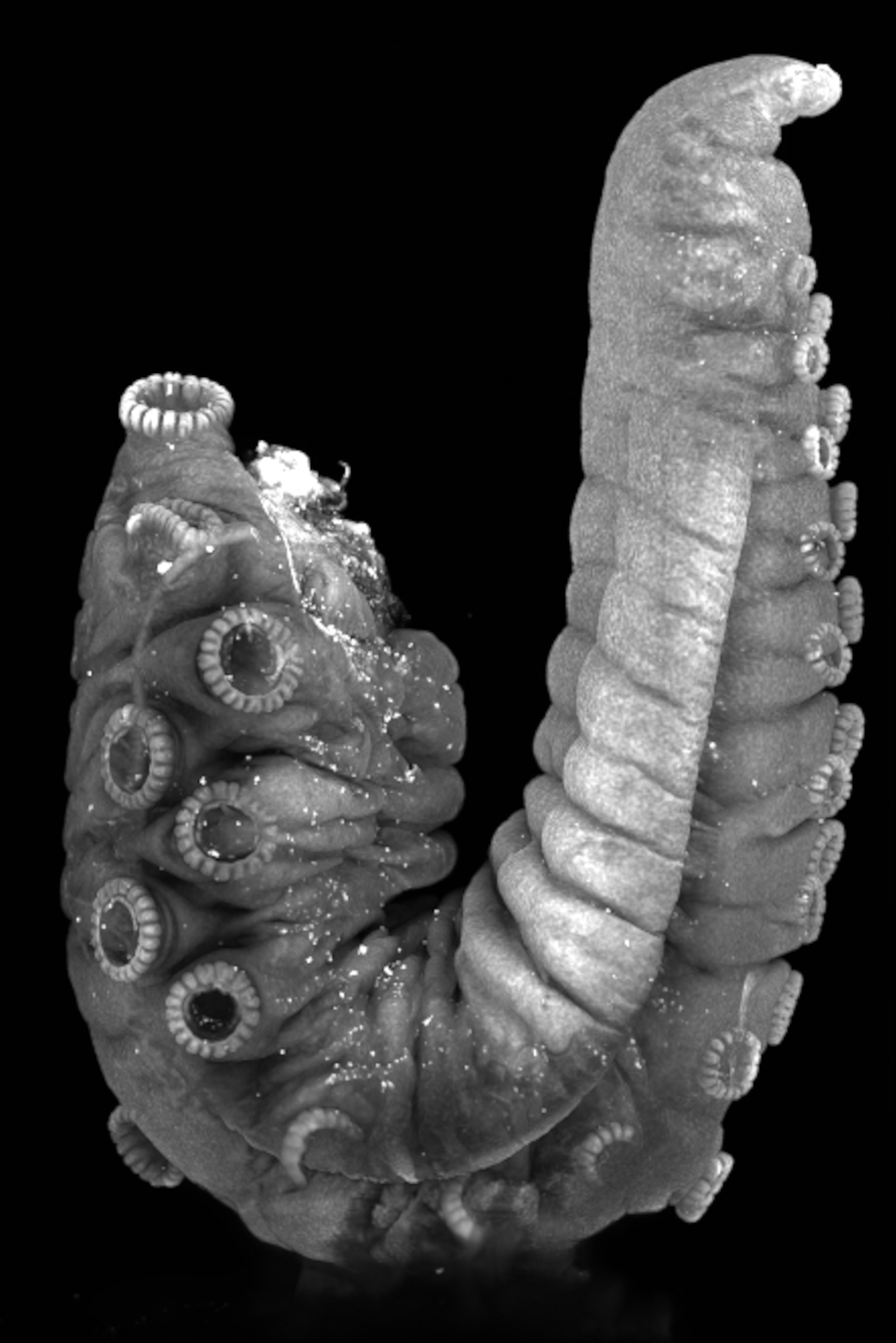 A microscopic view of an octopus hectocotylus, dotted with white where neurons are highlighted