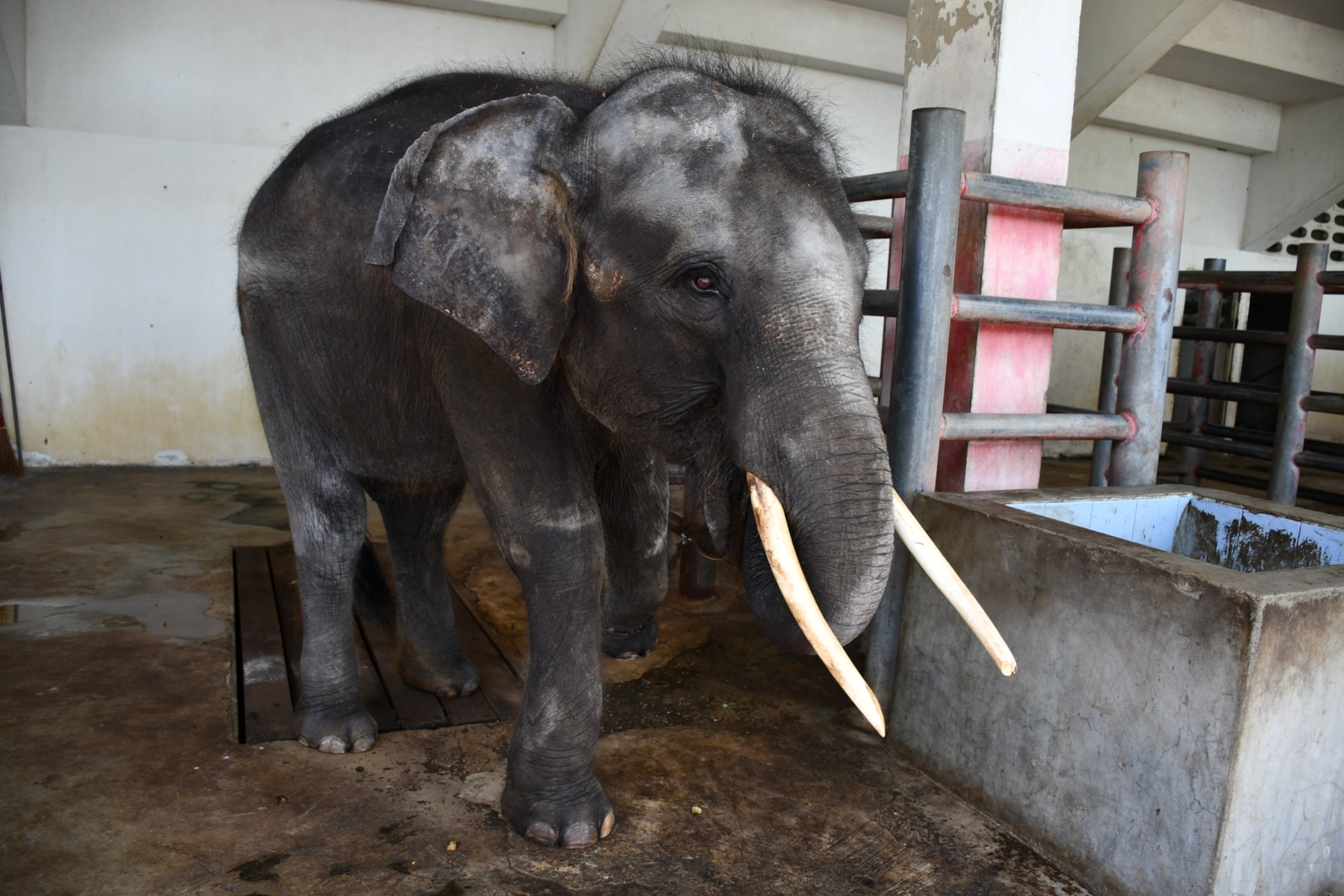 an elephant