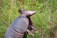 Armadillo Merkmale Armadillo Skeleton ACME