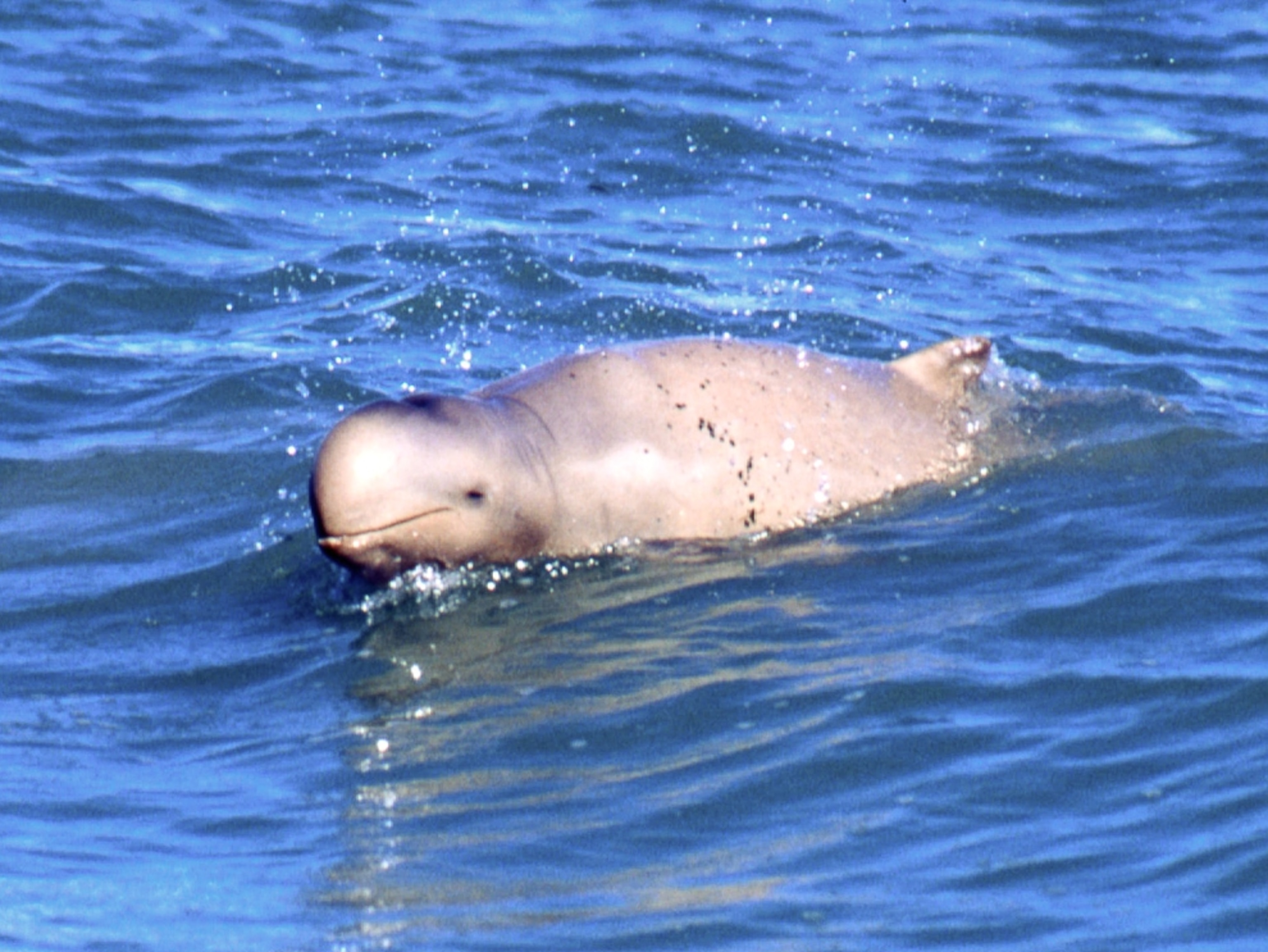 the snub-fin dolphin, one of the new species found between 1998 and 2008 in New Guinea
