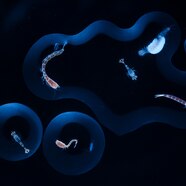 Microscopic Sea Animals