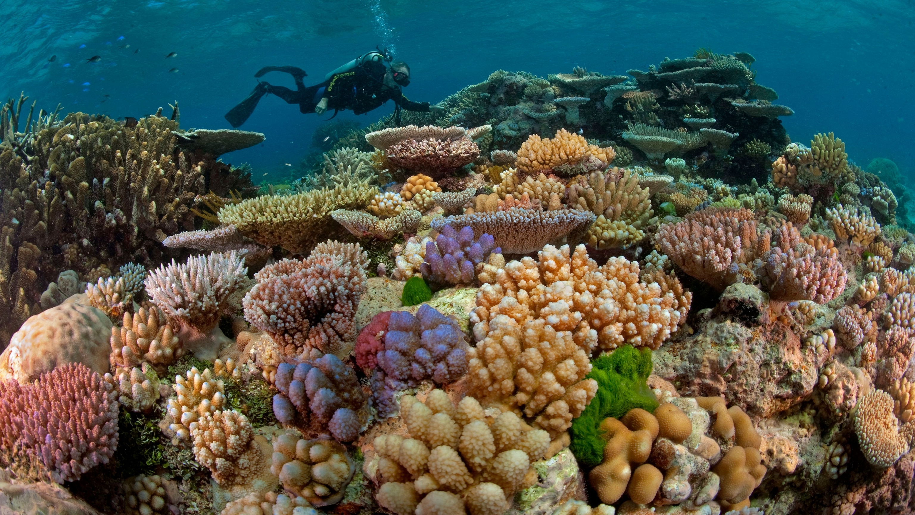 Australia and Oceania