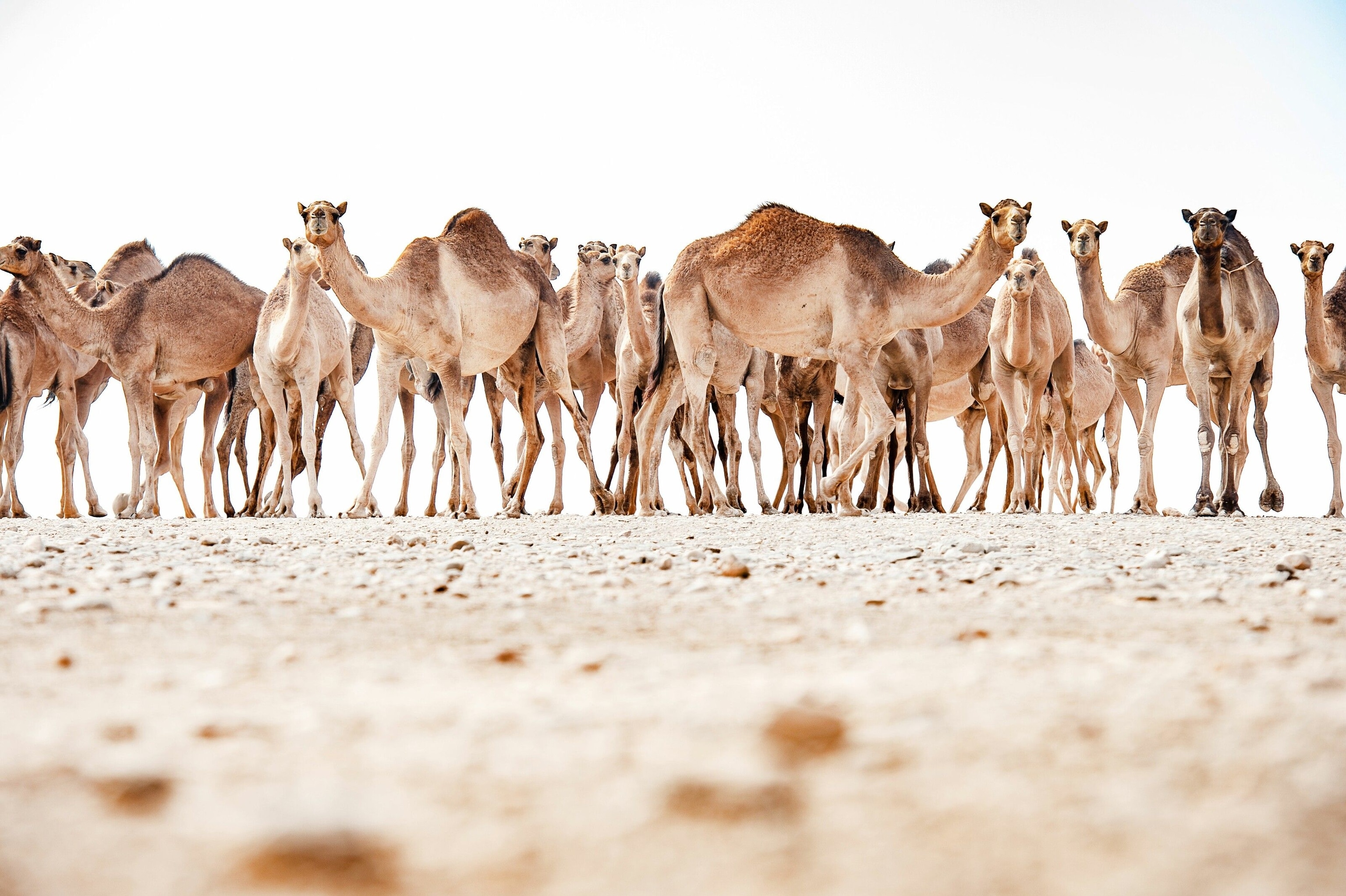 The Arabian camel, known as the Omani camel within the Sultanate of Oman, is a single-humped dromedary that’s used for both milk and meat, as well as riding and racing. While many Omani Bedouins have settled in towns on the fringes of the desert, traditionally theirs is a nomadic lifestyle.