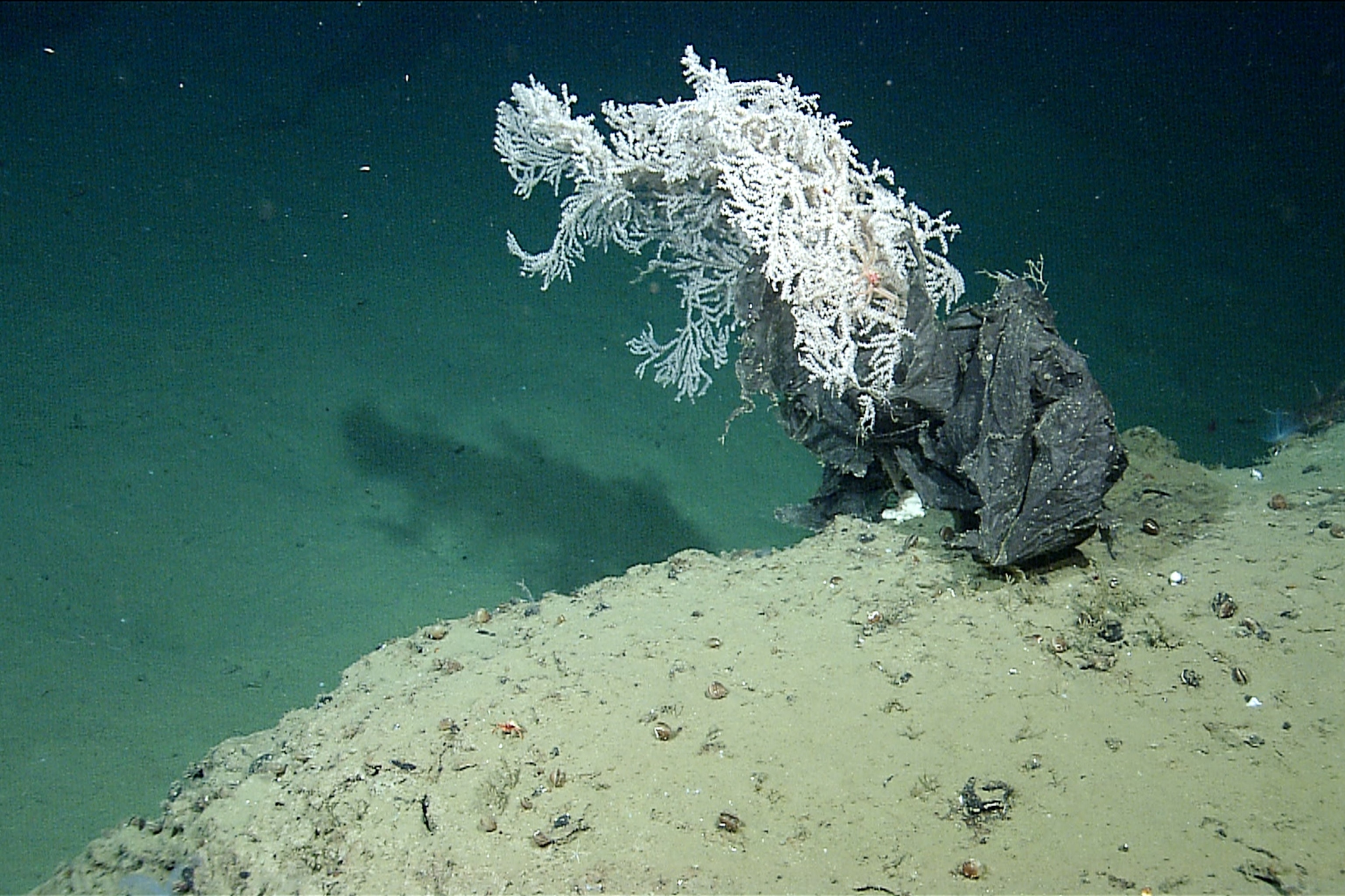 plastic draped on a deep-sea coral in Astoria Canyon, off Oregon