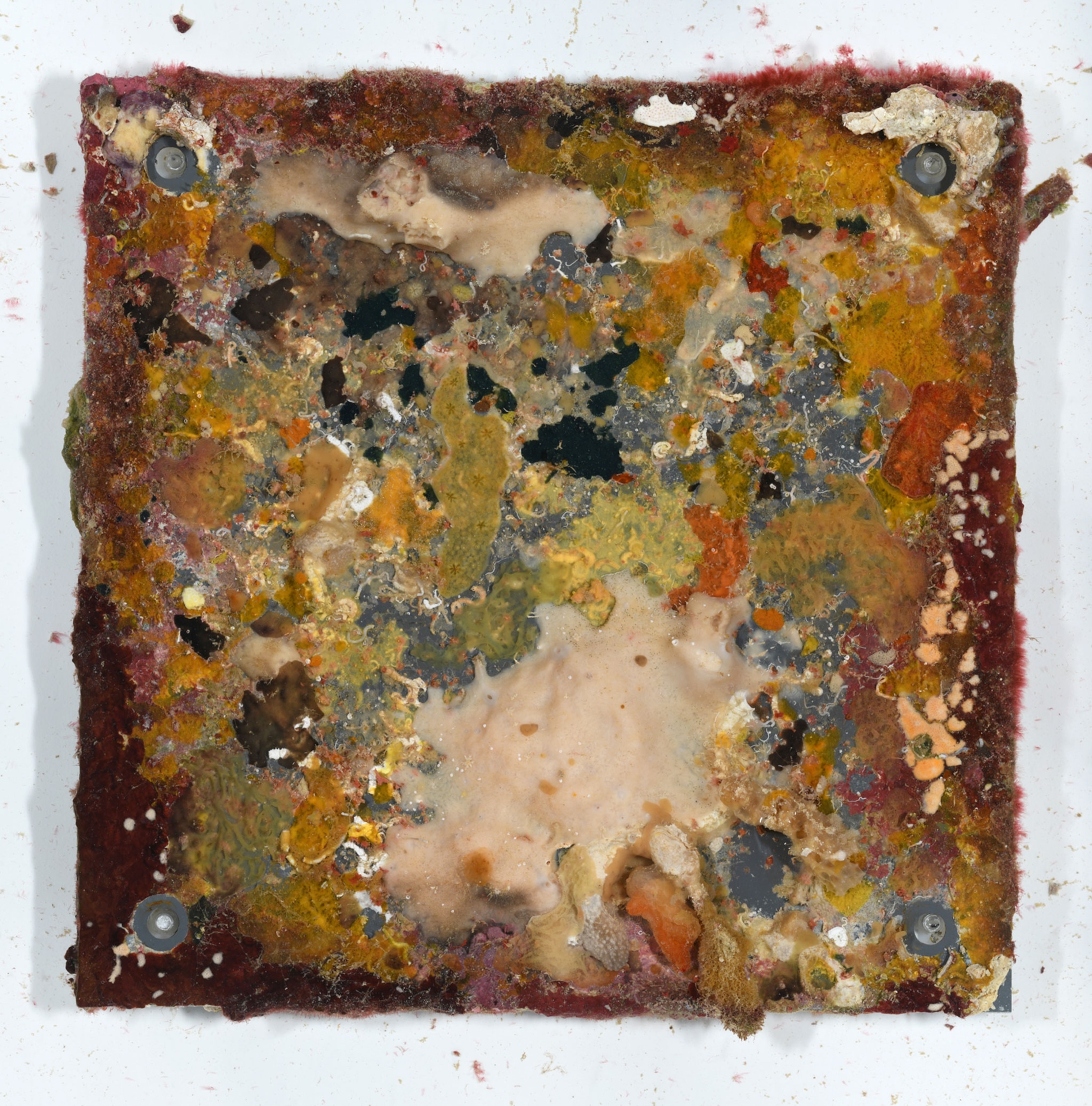 A plate with growths on the exterior.