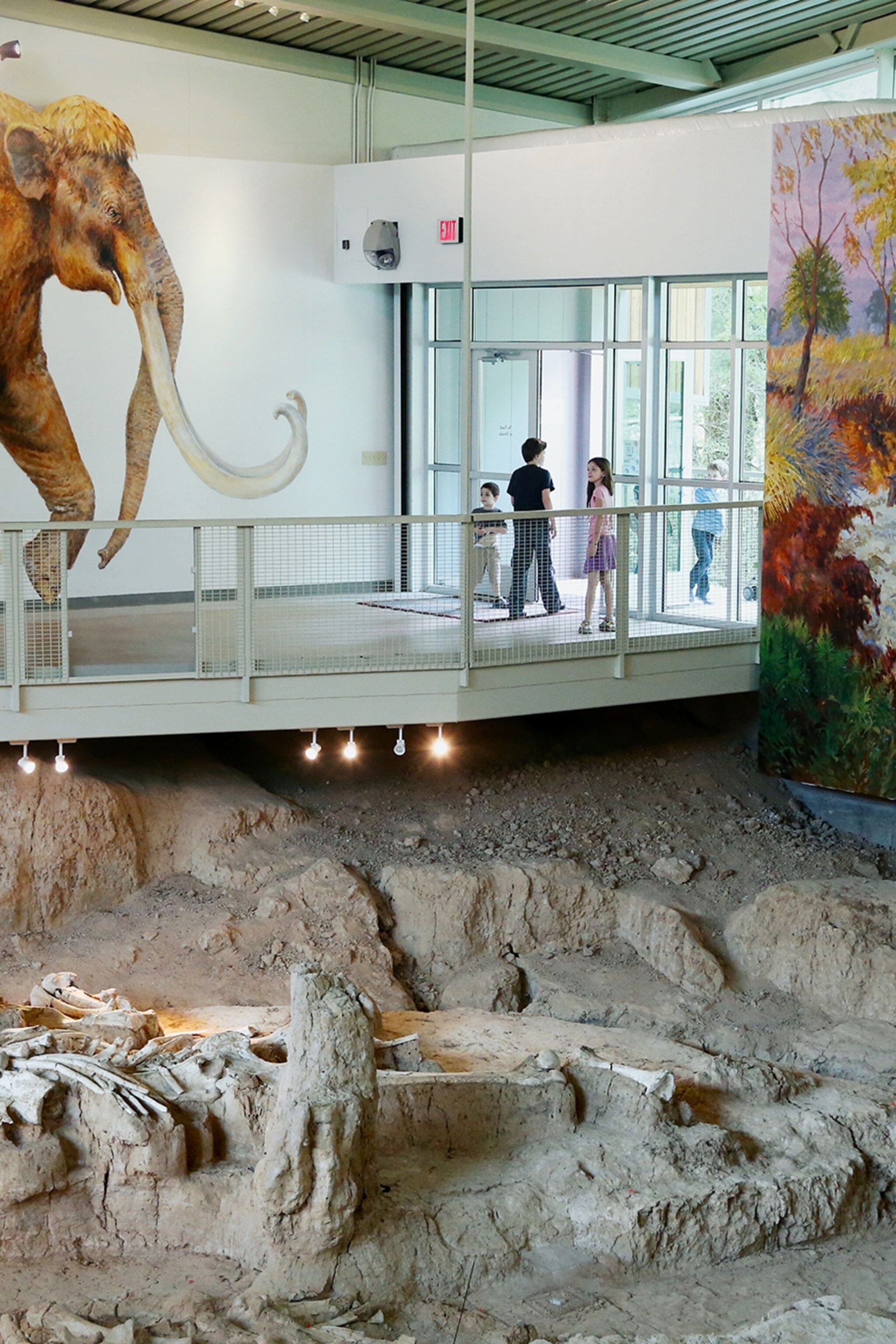 Mammoth Bones Displayed in Texas Where They Were Found
