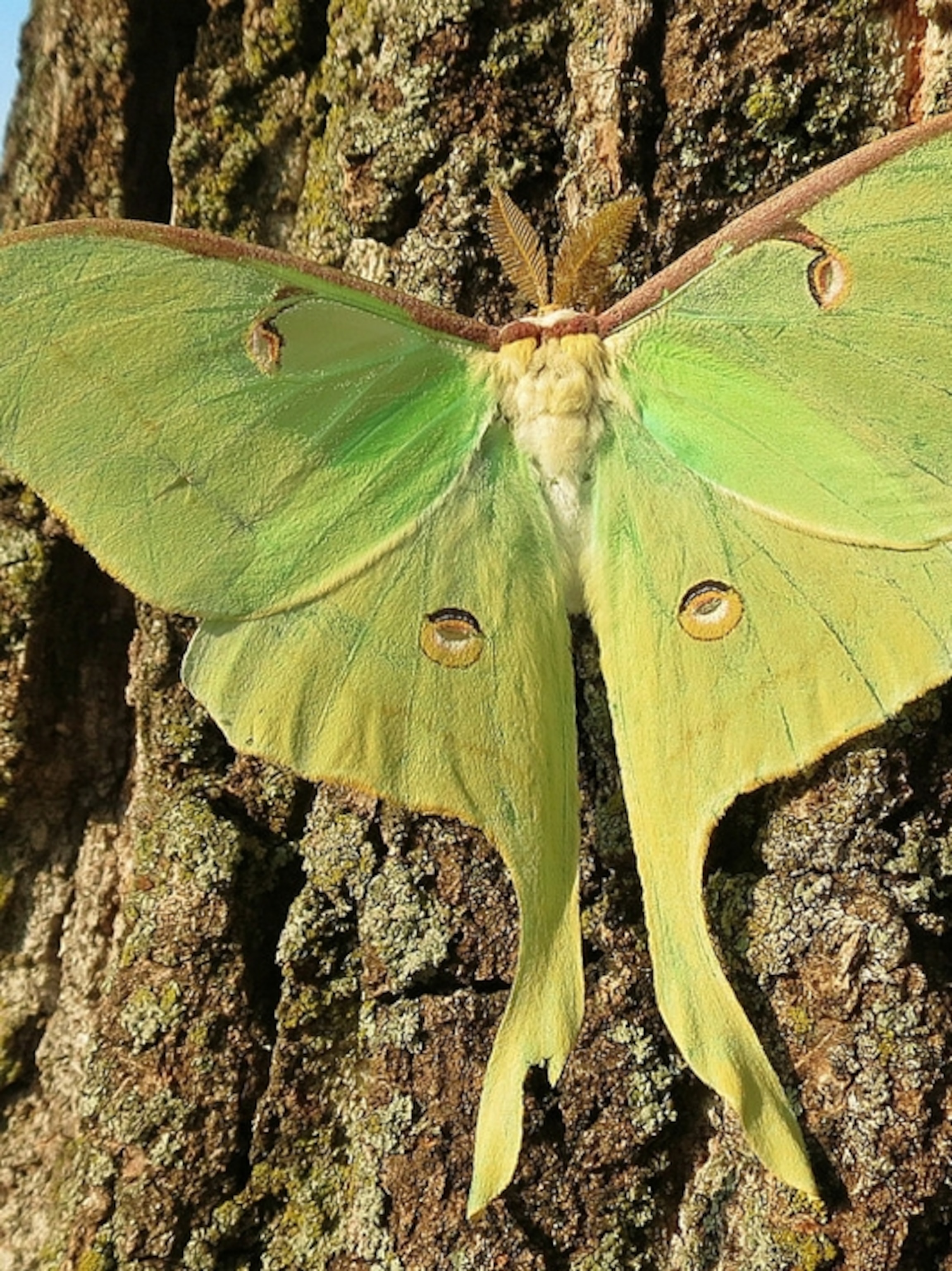 Why Do Luna Moths Have Such Absurdly Long Tails