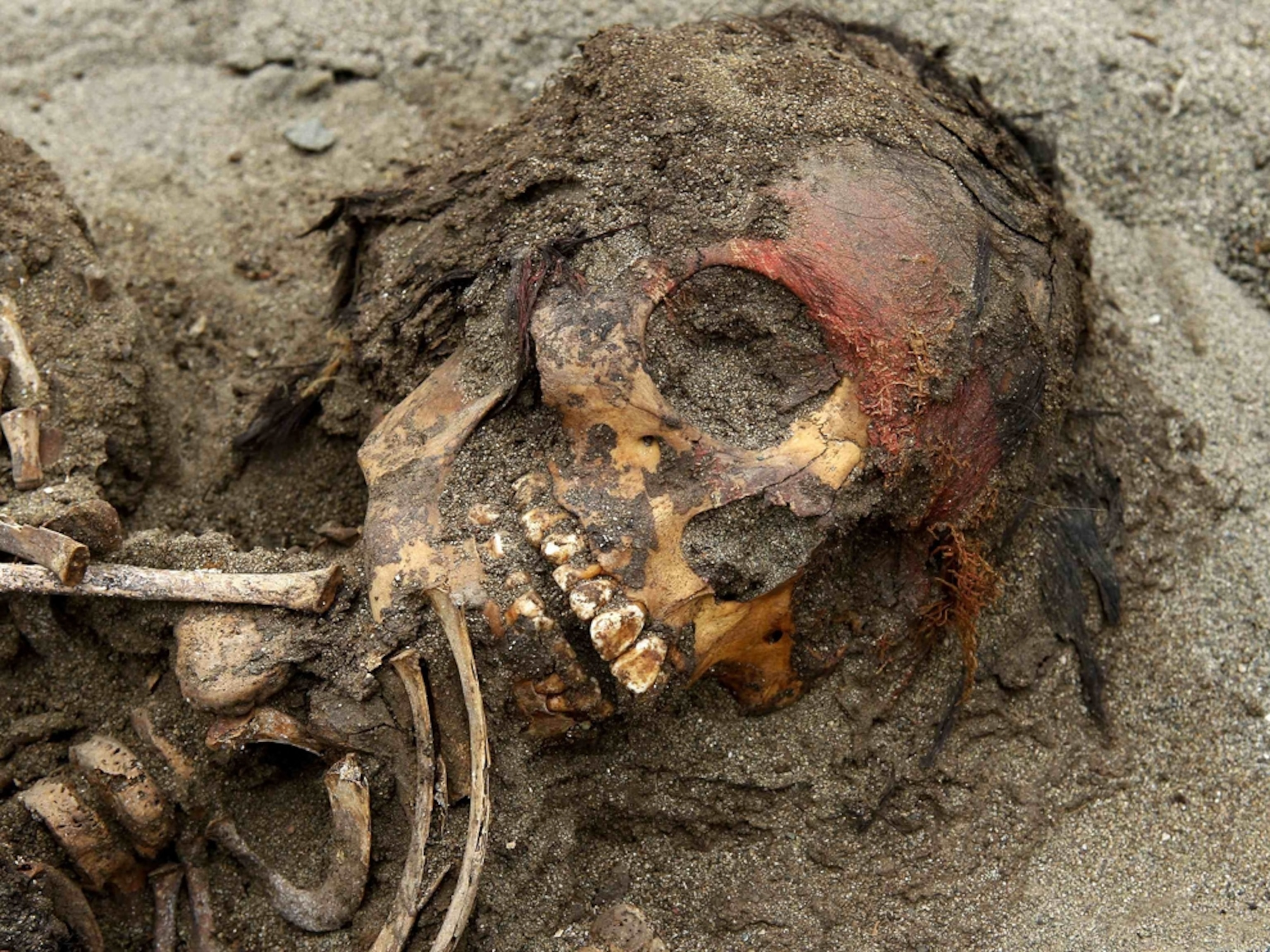 Child sacrifice picture: Chimu victim's skull found in Peru with llamas