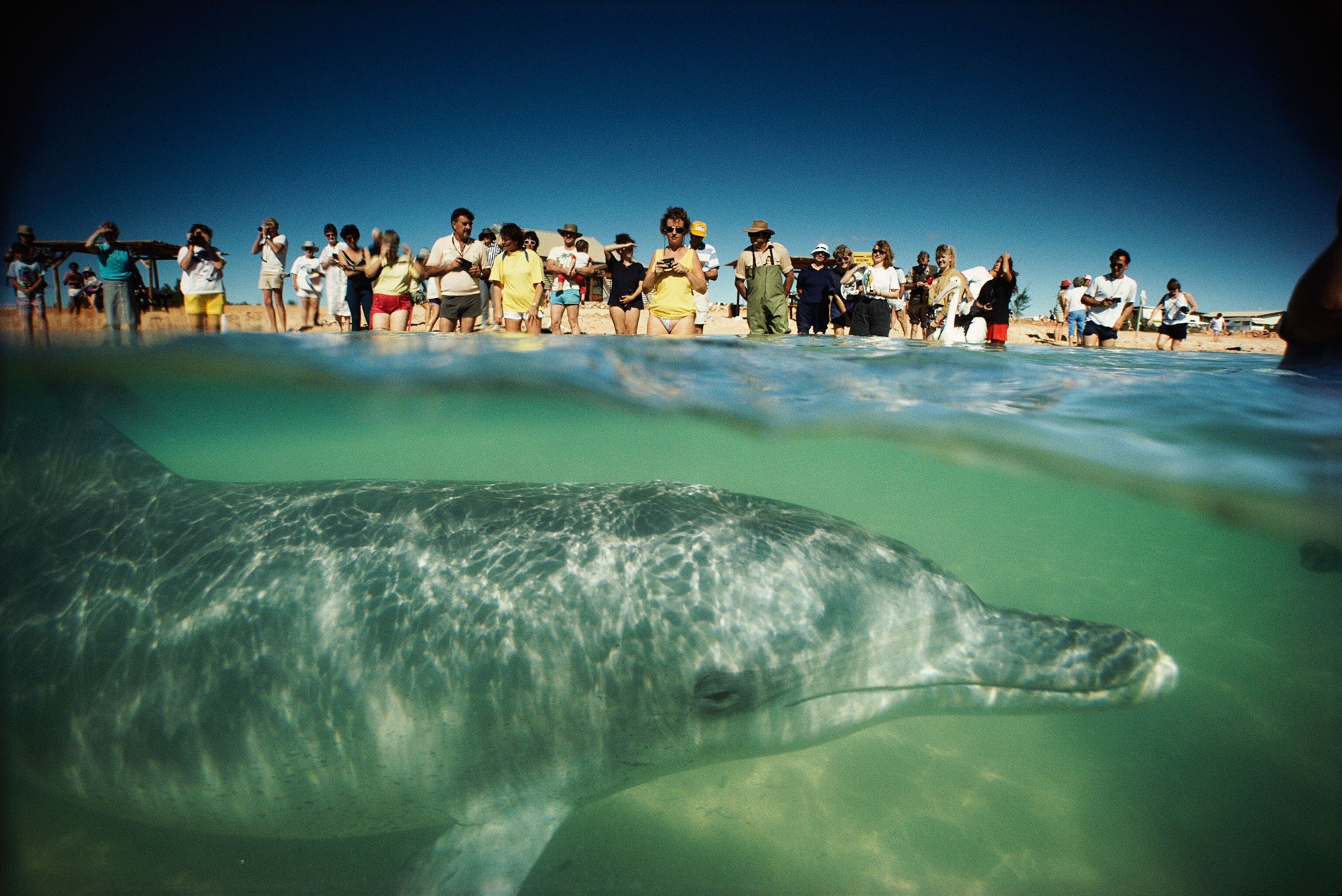 dolphin with tourists