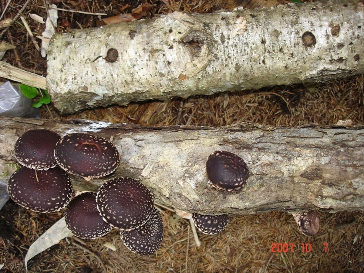 Lightning Makes Mushrooms Multiply