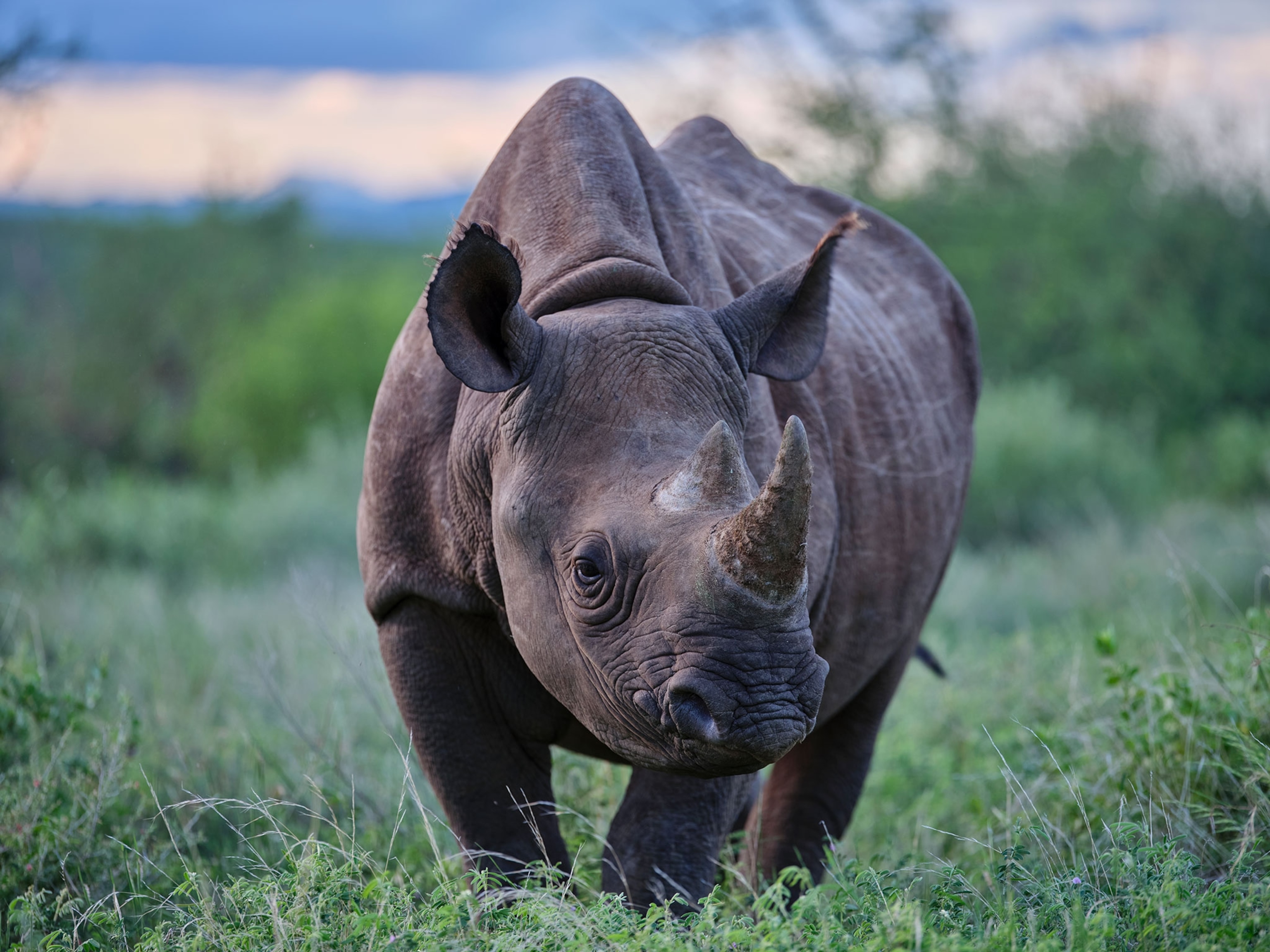 A Rhino center frame.
