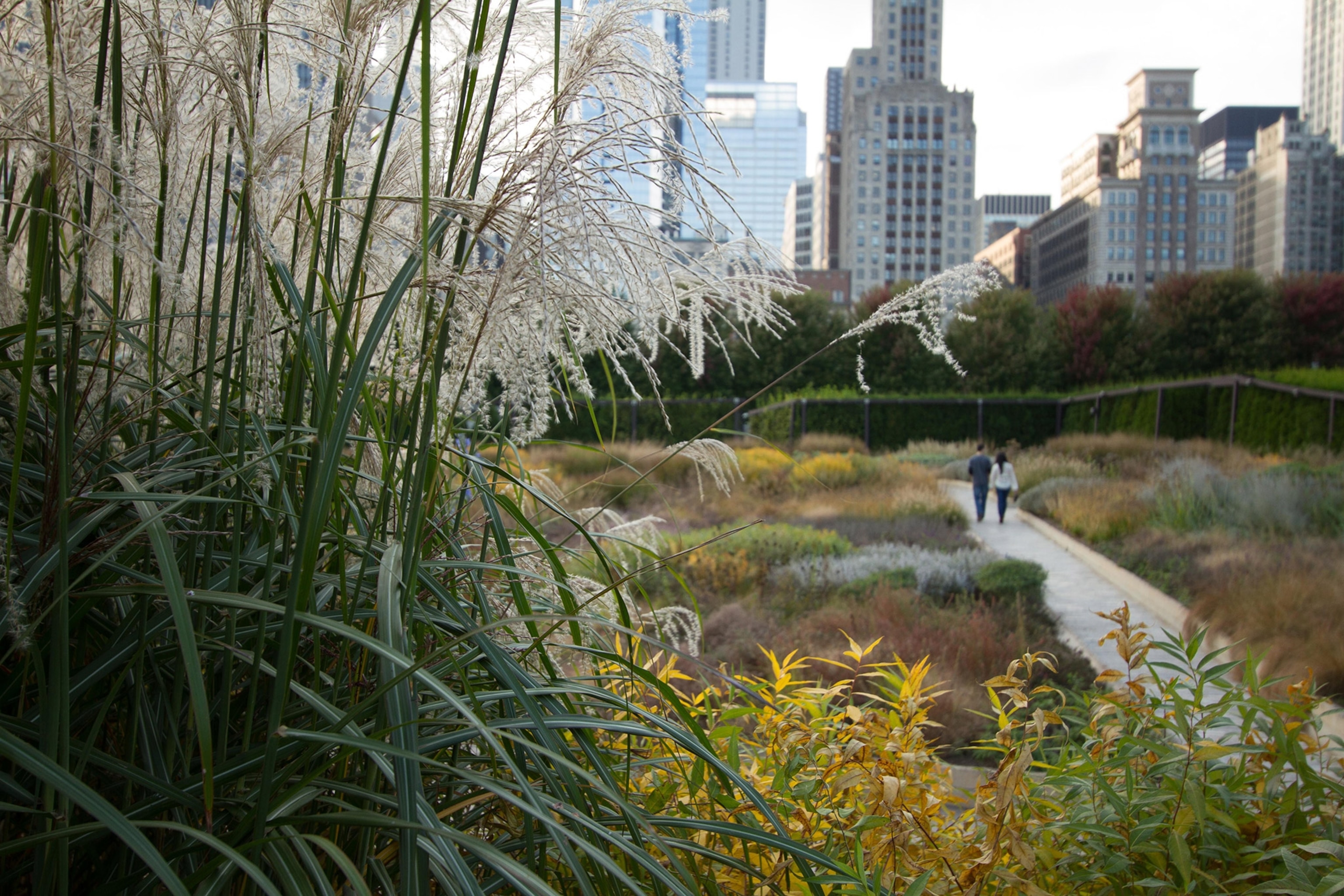 Grasses and shrubs in the foreground, two figures walk along an boardwalk through a park toward a city skyline