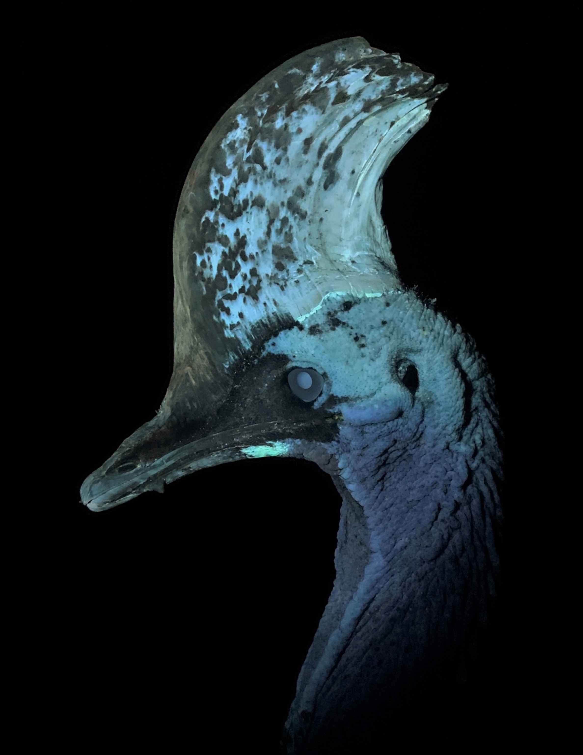 A southern cassowary illustrating blue-green ultraviolet biofluorescence of the casque
