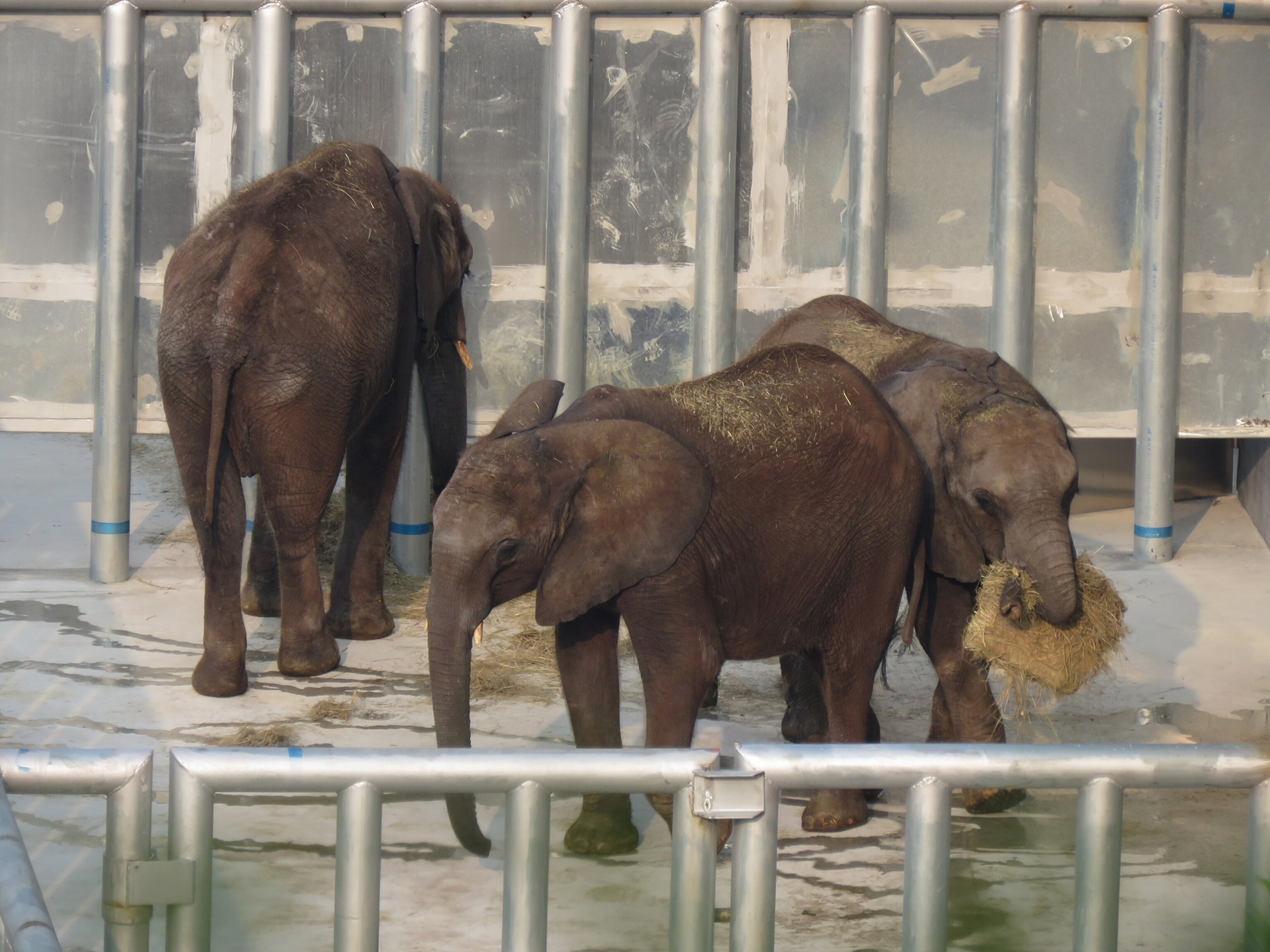three young female elephants
