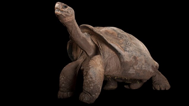 Galapagos Tortoises Facts And Photos