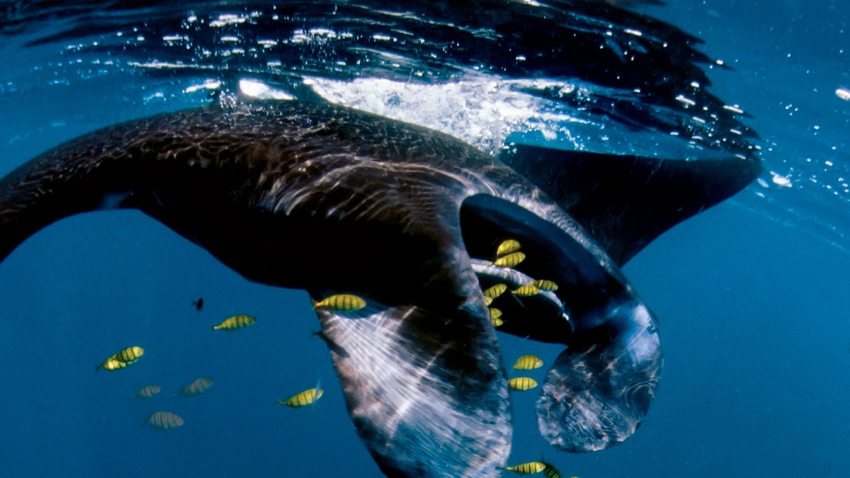 3 Places to Swim With Manta Rays