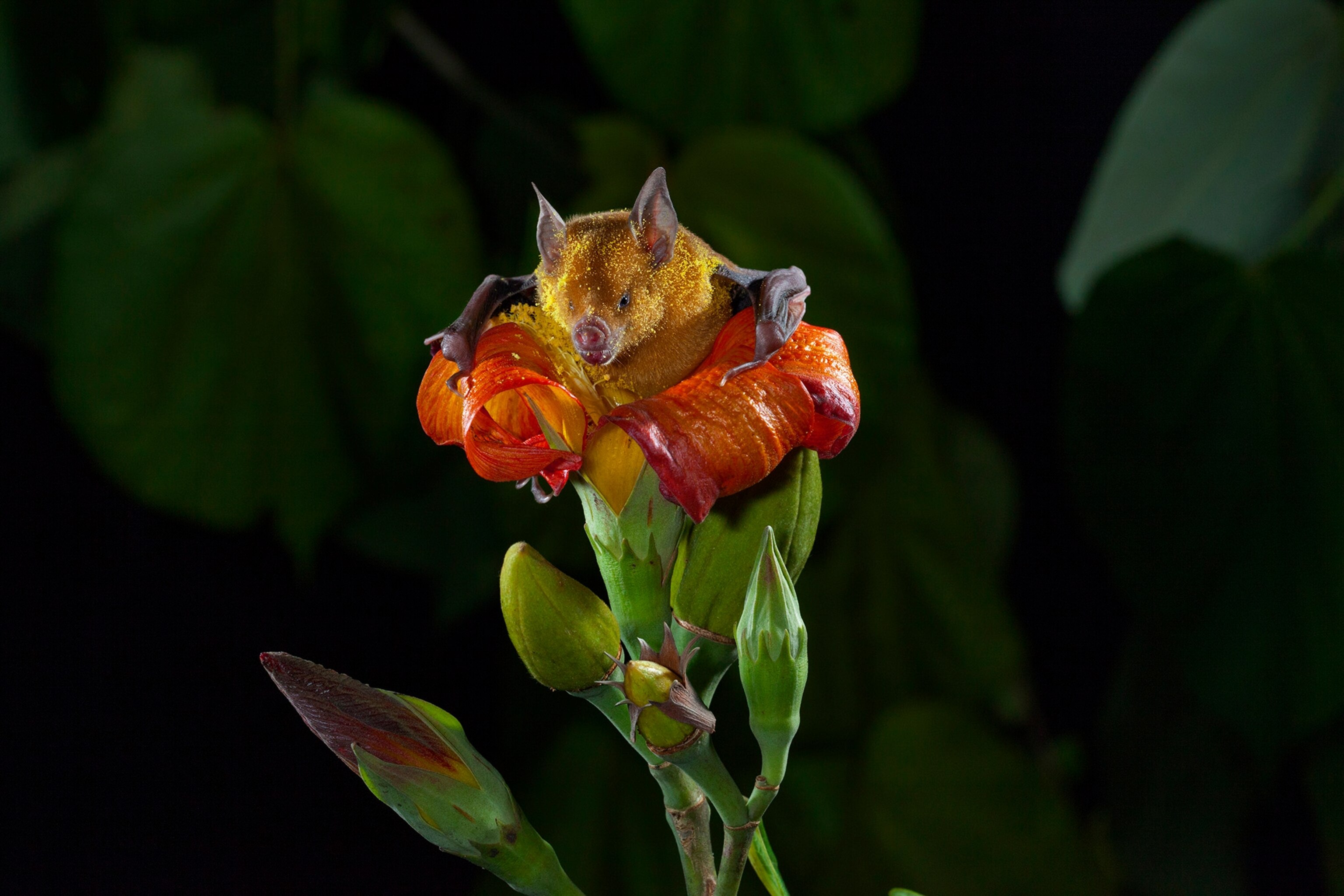 A pollen-covered bat emerges from a flower of the blue mahoe tree.