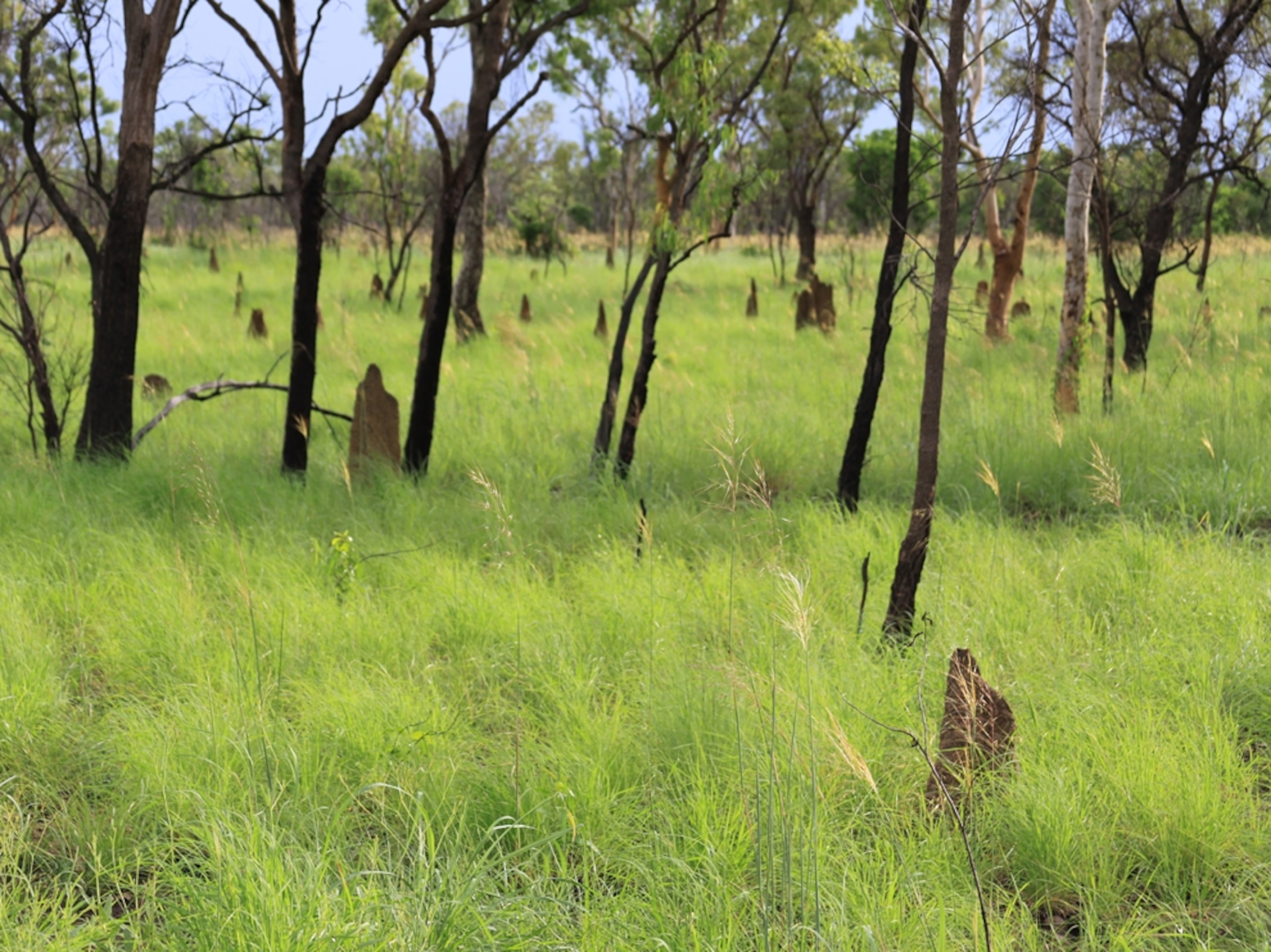Grassland in Australia