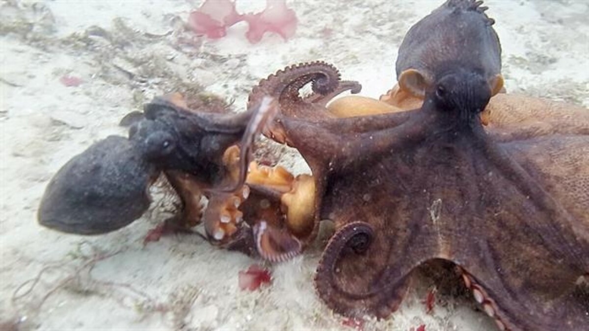 Fighting Octopuses Video Is First to Show How They "Talk"