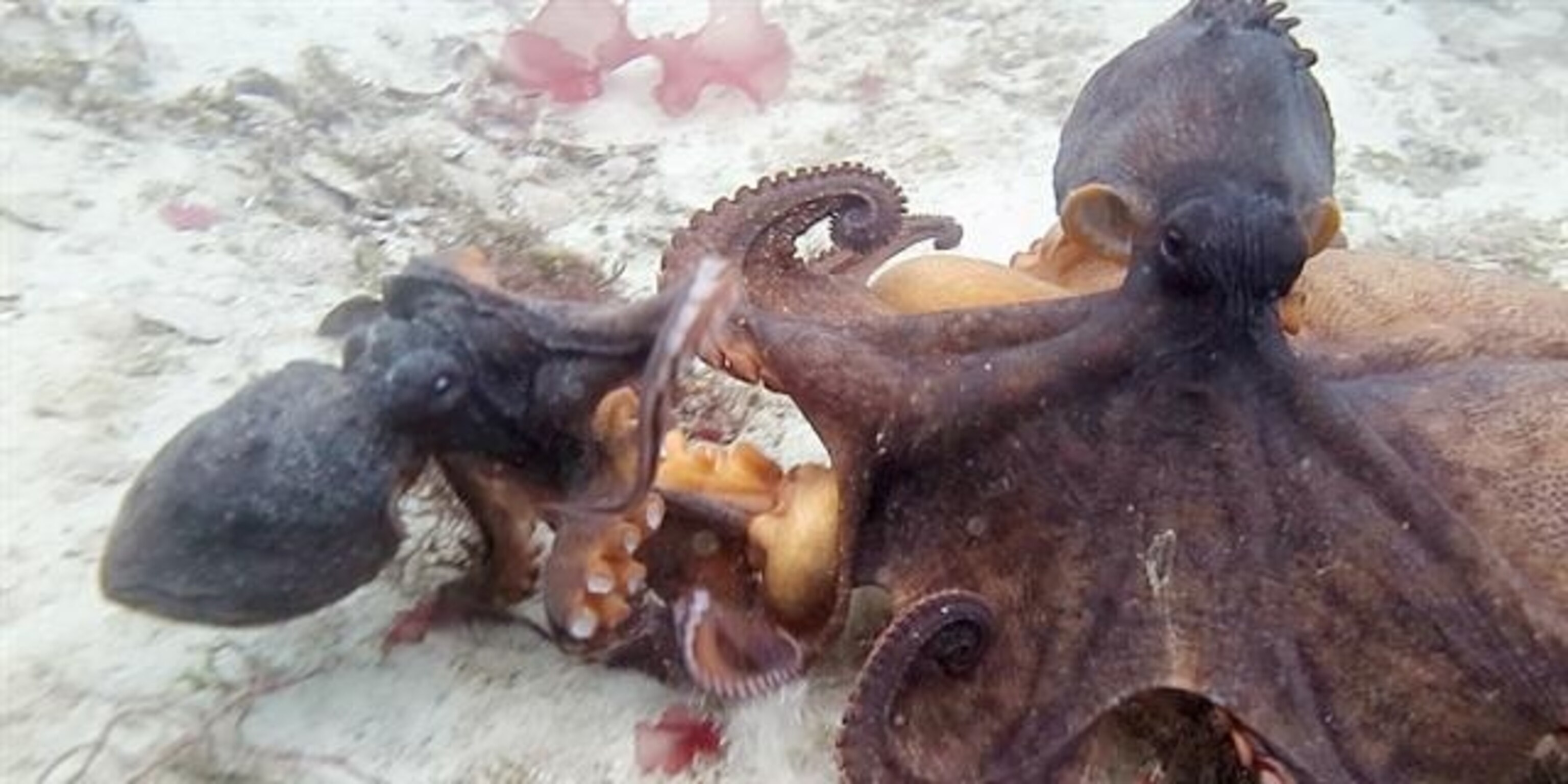 The World S Weirdest Hearts For Valentine S Day