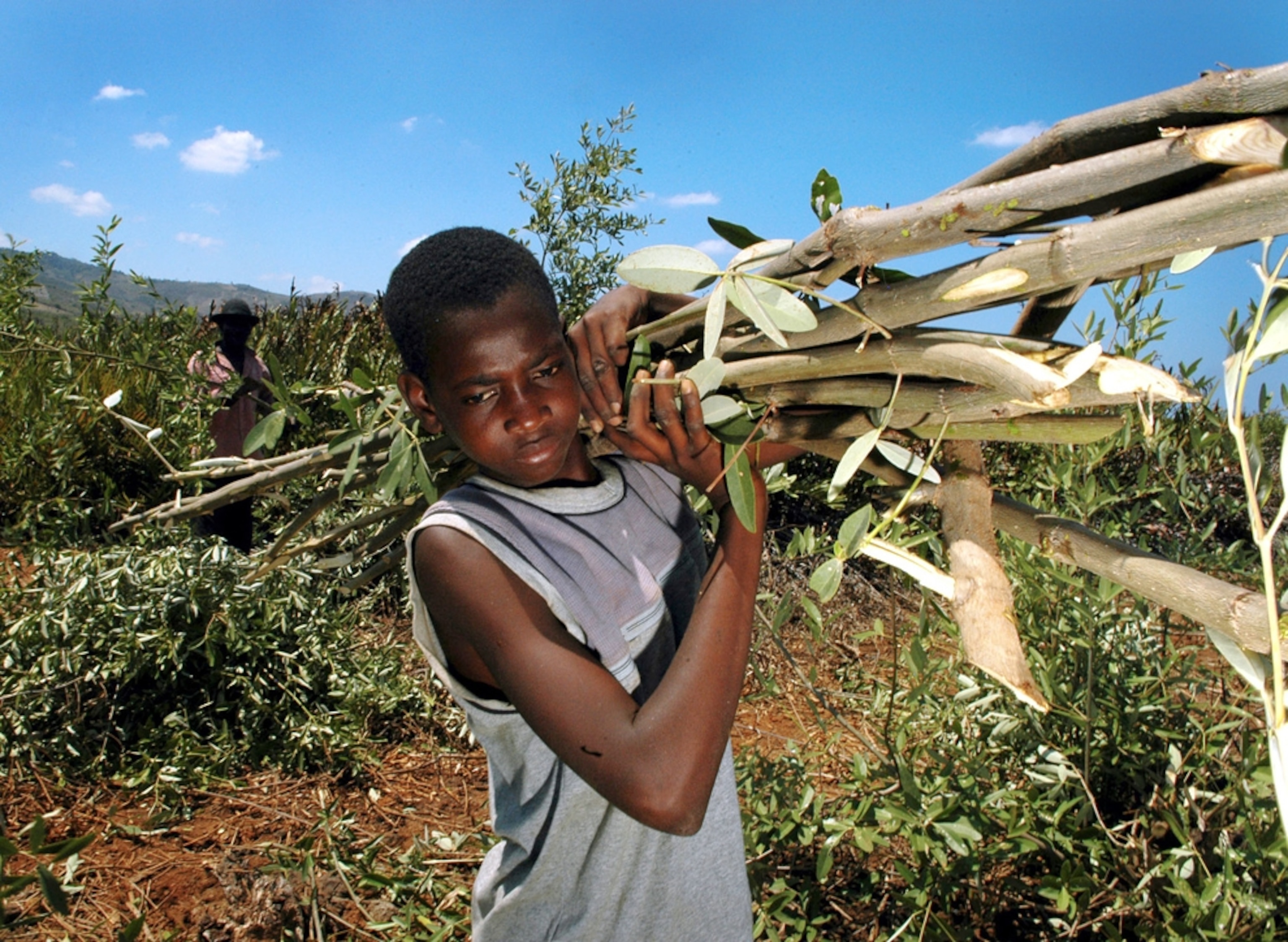 Charcoal workers cut down trees in 2005.