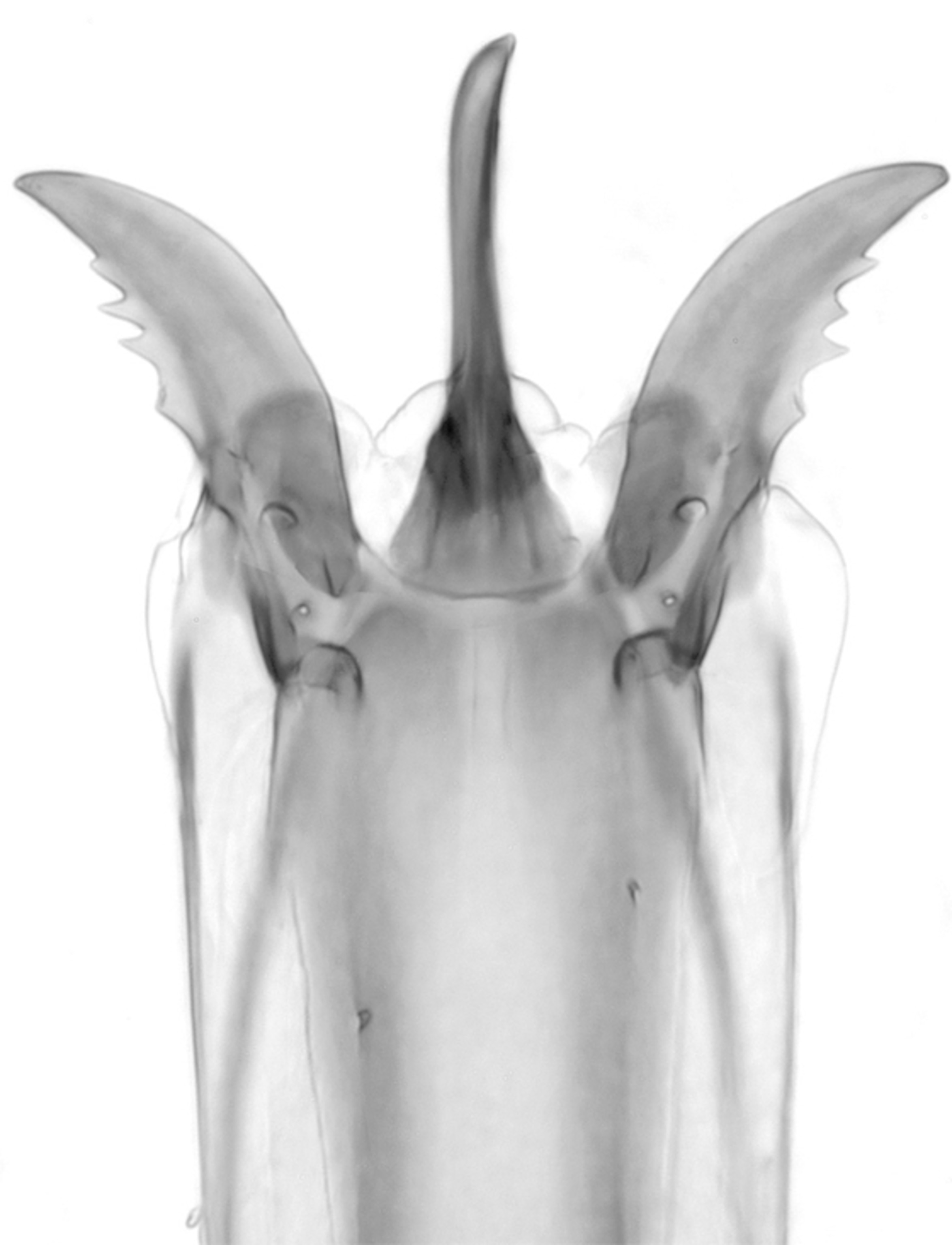 Proboscis tip from Dohrniphora longirostrata. Credit: Brown et al, 2015.