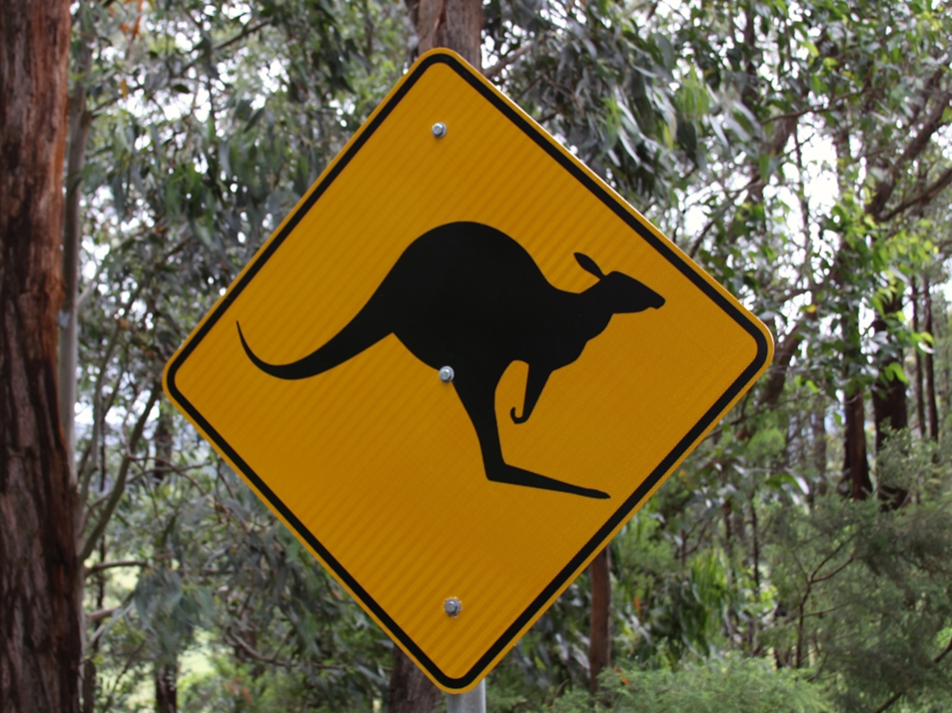 kangaroo warning sign