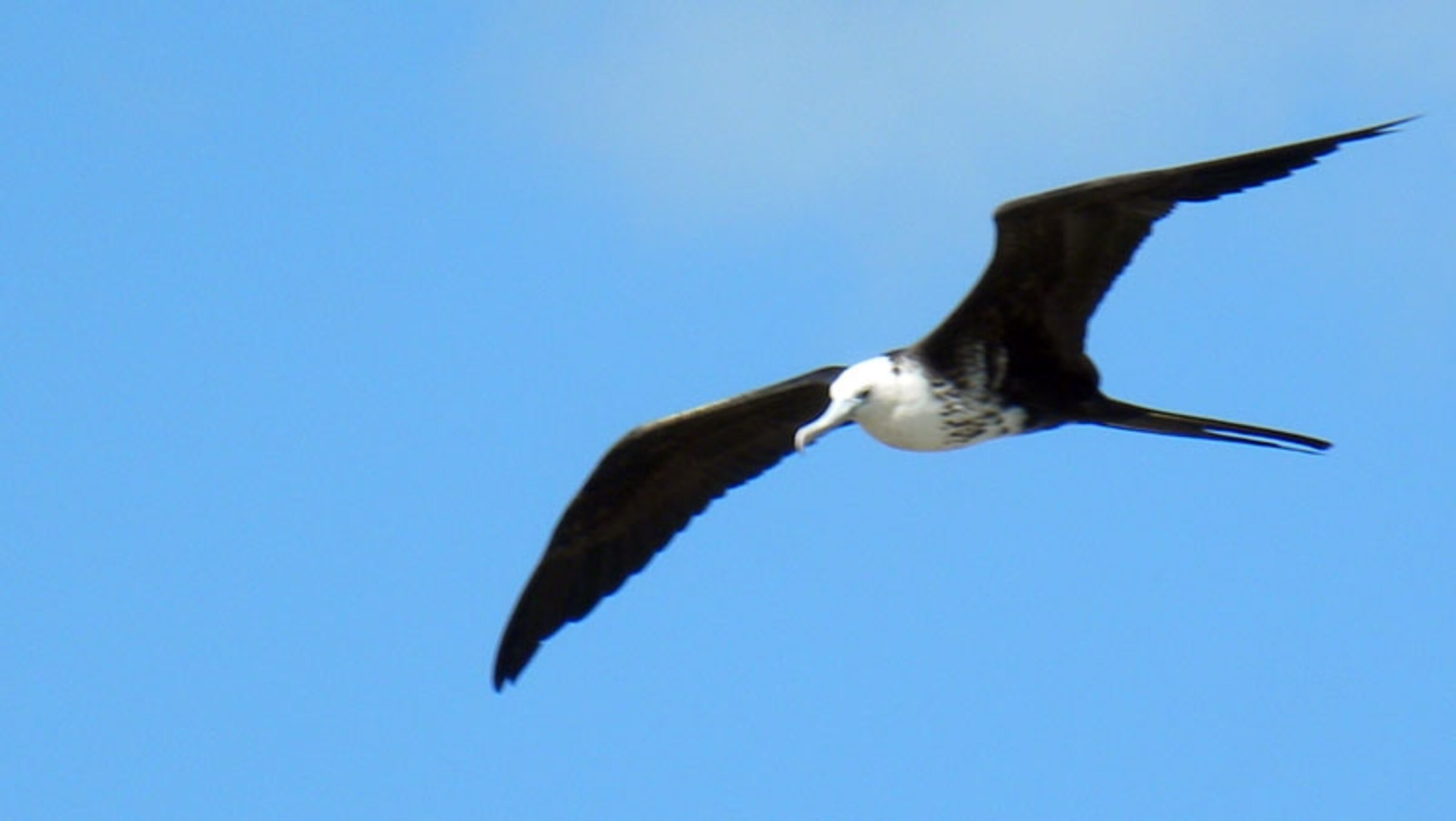 Magnificent frigatebird is correctly named.