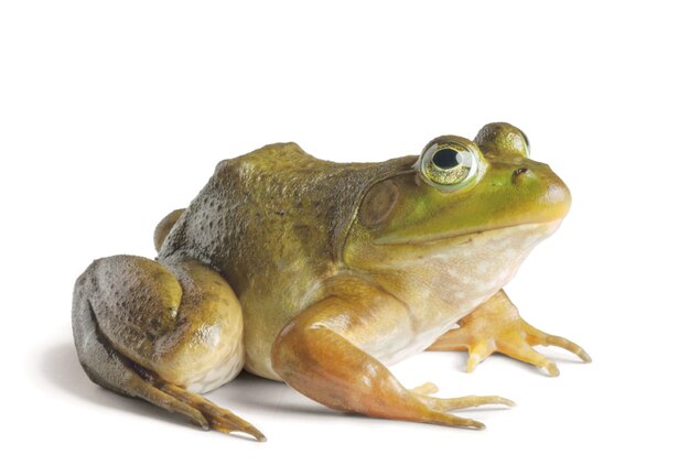 American Bullfrog | National Geographic