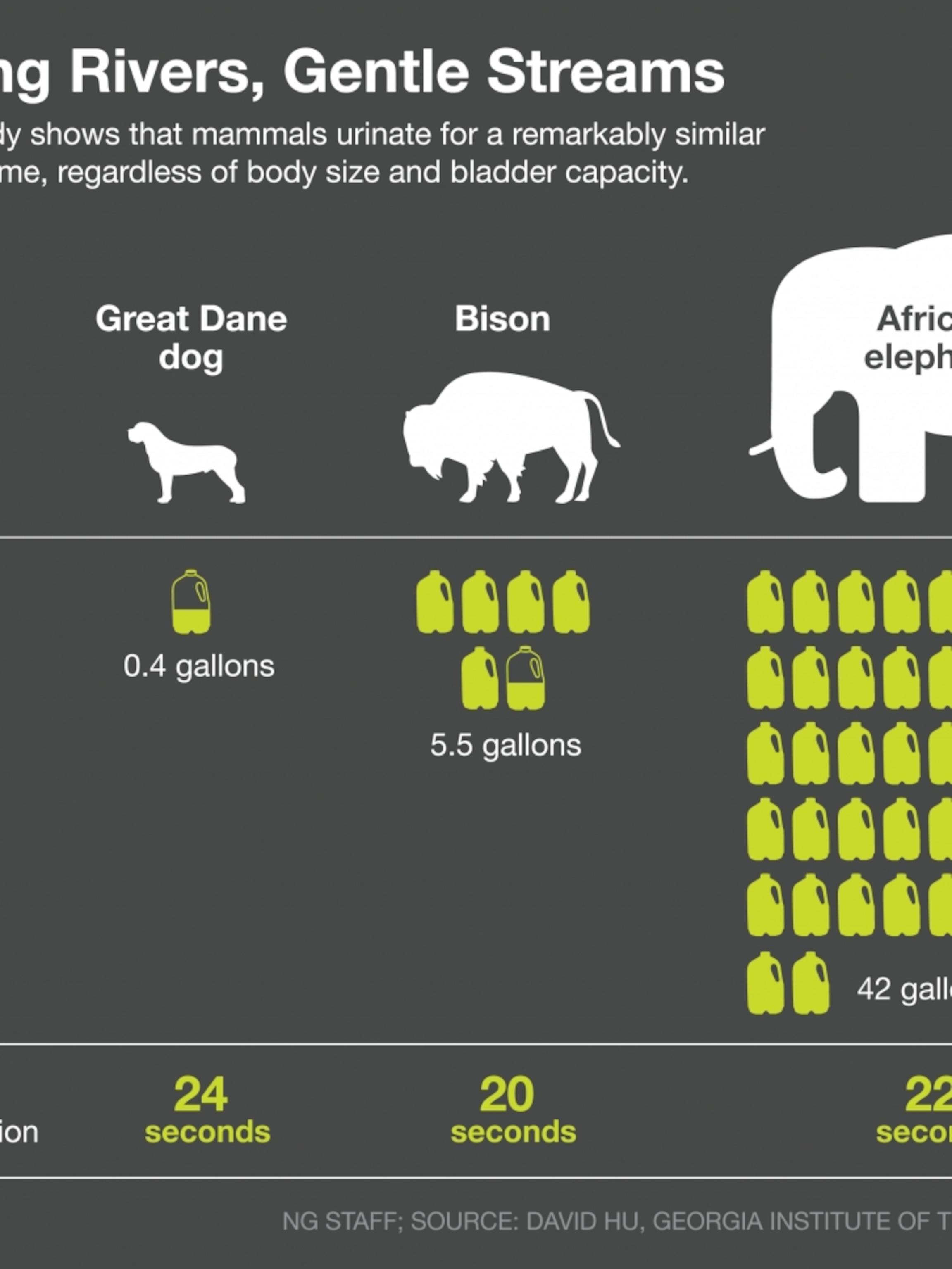 New Law of Urination: Mammals Take 20 Seconds to Pee