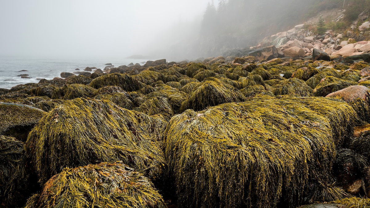 Here's why scientists are studying Maine's vibrant tide pools - Vimarsana News