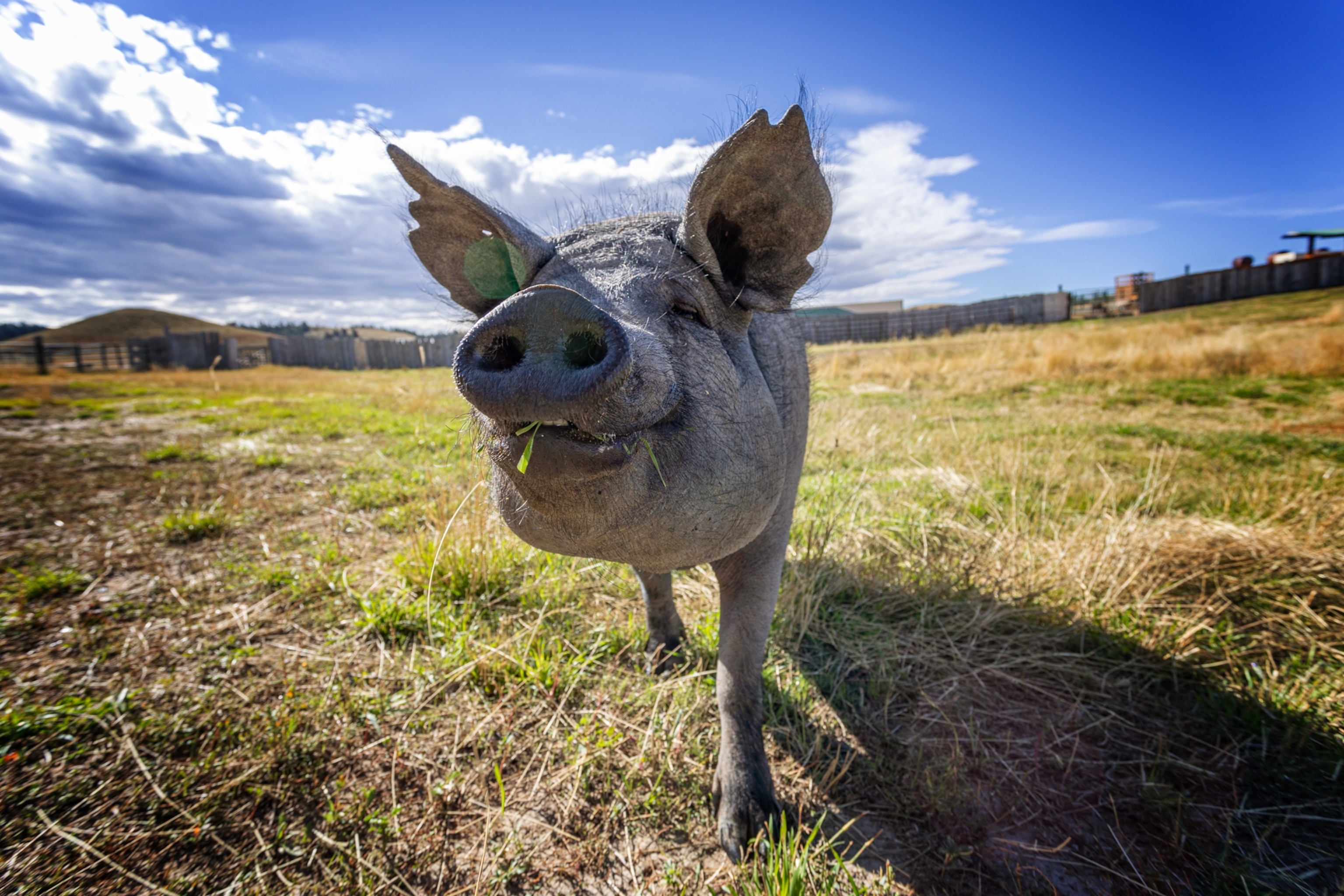Daphne the Yucatan Pig smiling for the camera at Kindness Ranch Animal Sanctuary