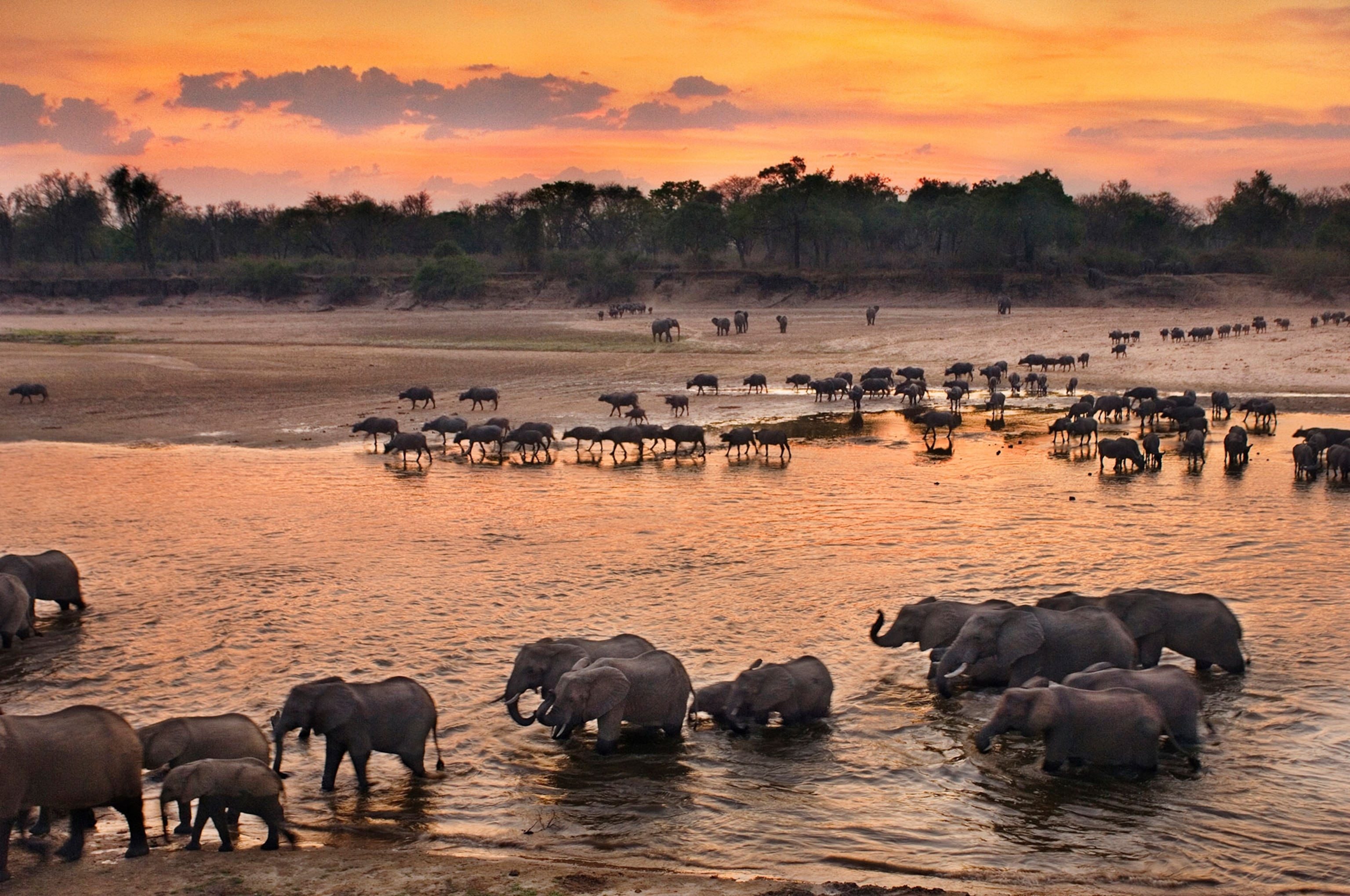 Elephants crossing the Luangwa River, Zambia