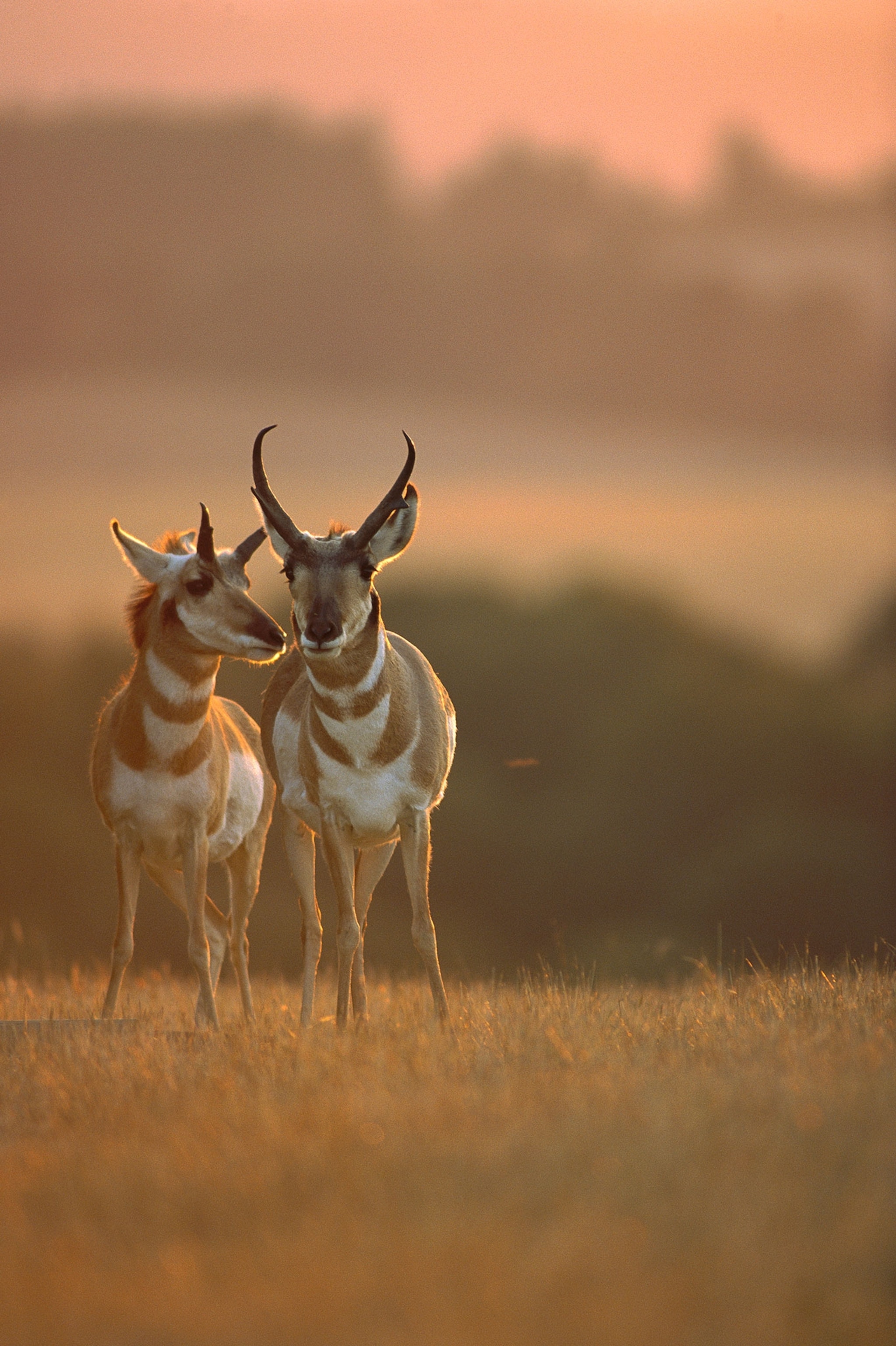 Two antelopes stand close together.