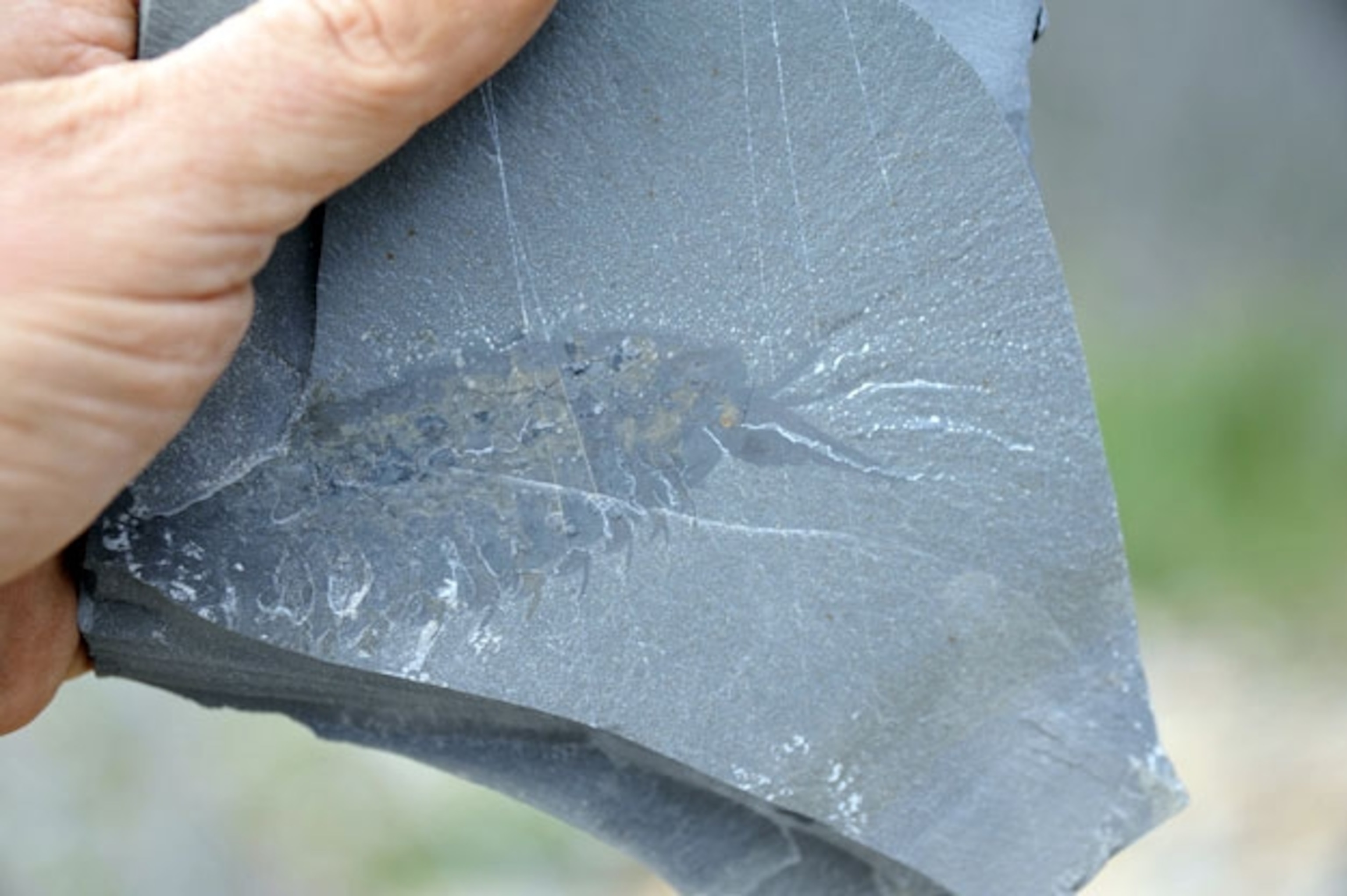 A specimen of Yawunik embedded in stone. Image via the University of Toronto.