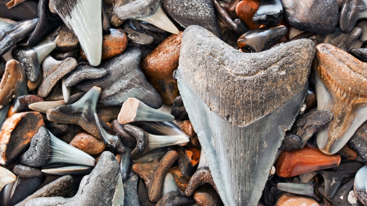 Florida by Water Hunt for Shark’s Teeth National Geographic